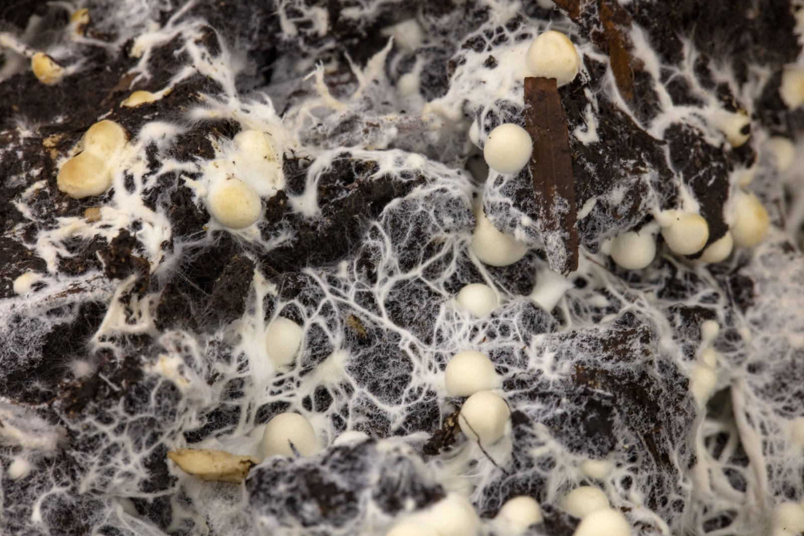 Mycelium van een paddenstoel