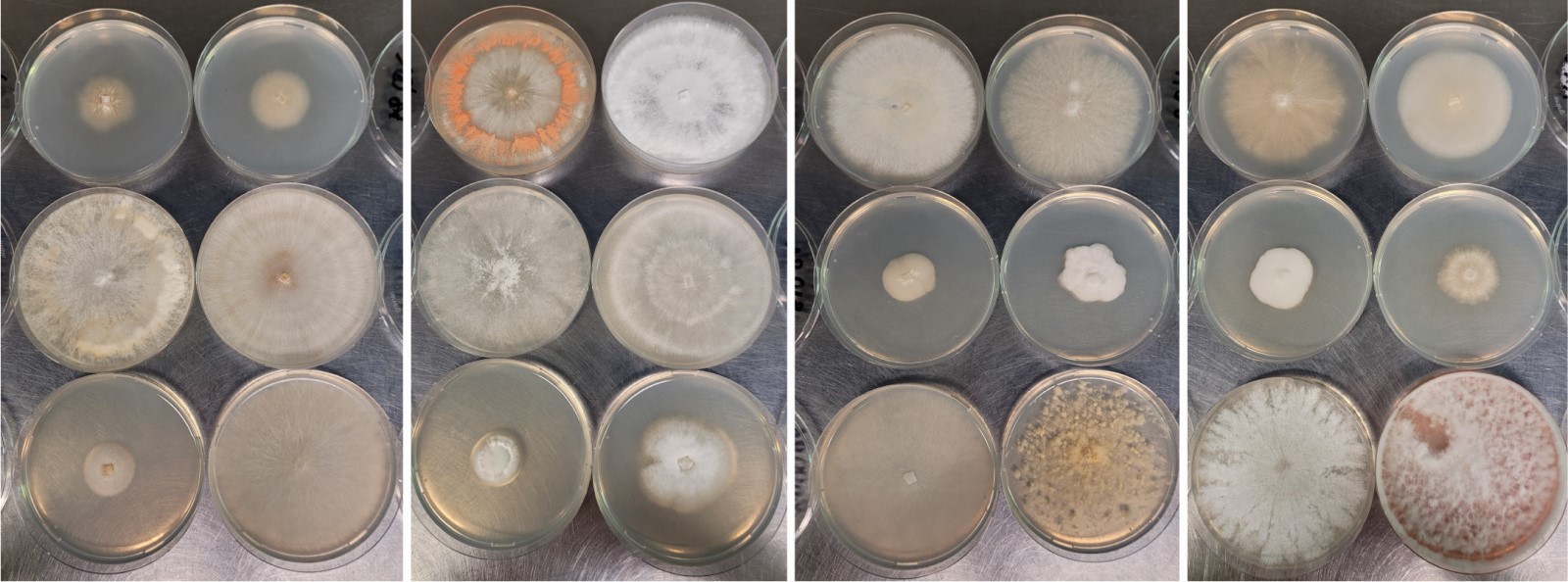 Mycelium van verschillende soorten paddenstoelschimmels gegroeid op schaaltjes met een voedingsbodem, een variatie aan kleur en structuur