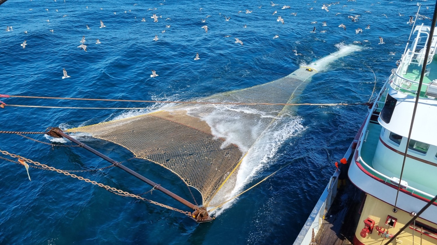 Vis net in het water