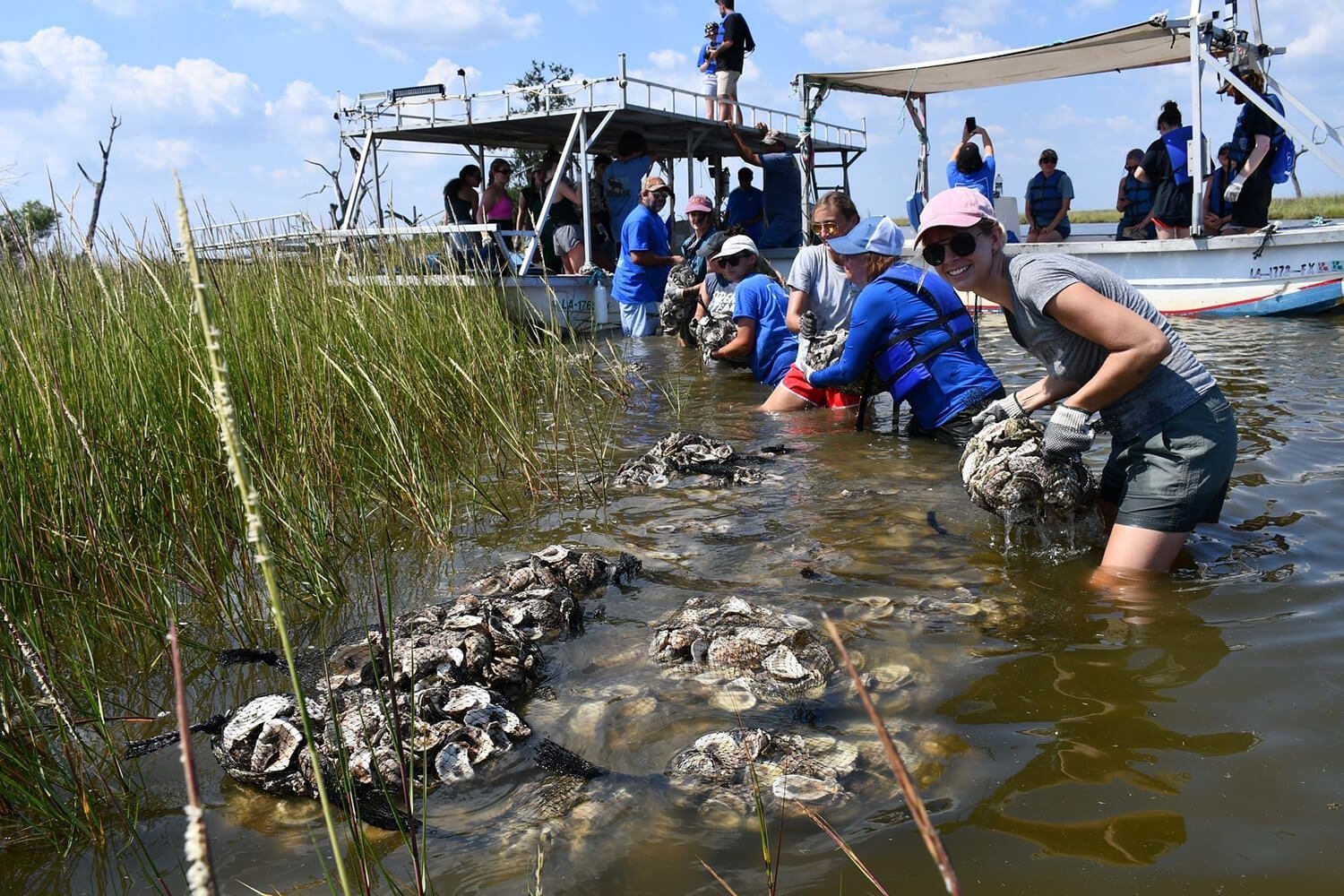 Oysters being recycled