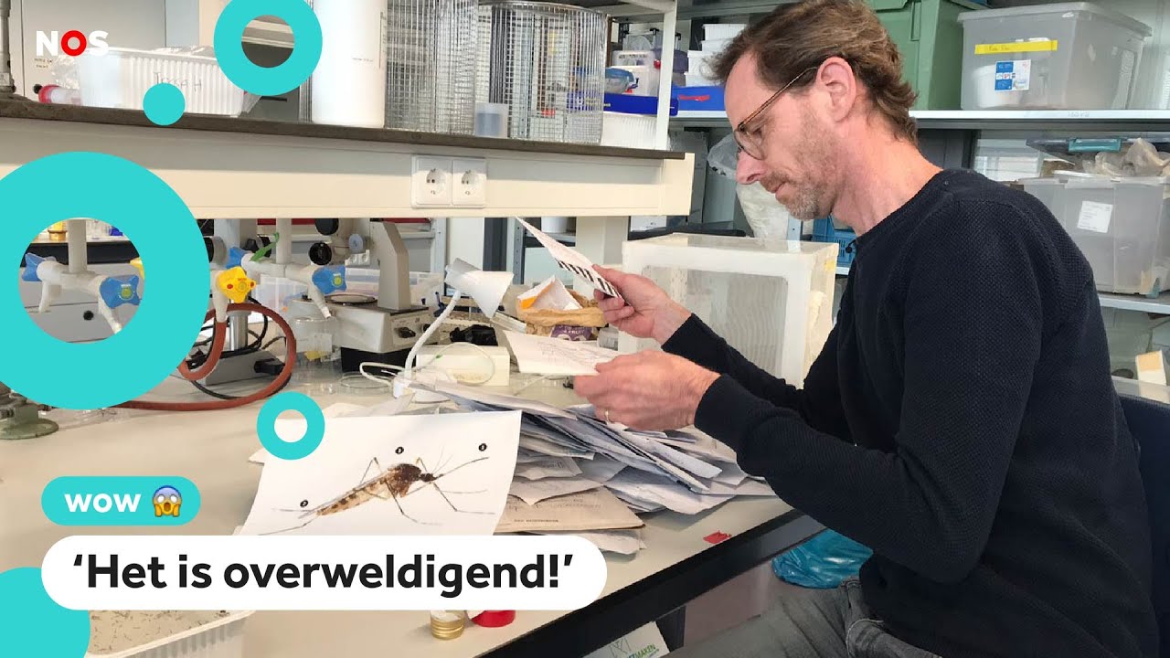 Onderzoeker krijgt honderden platgeslagen muggen opgestuurd