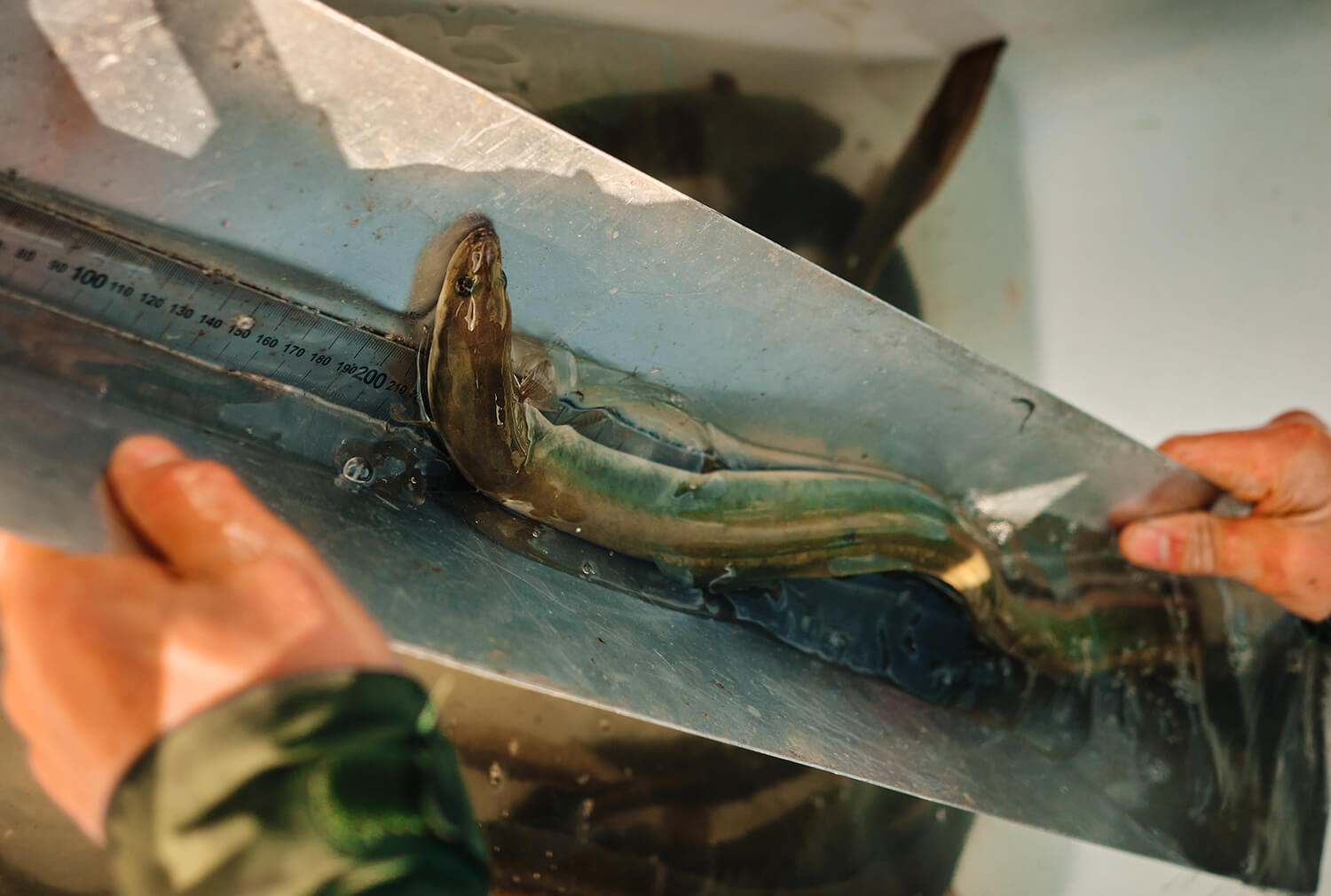 eel is being measured