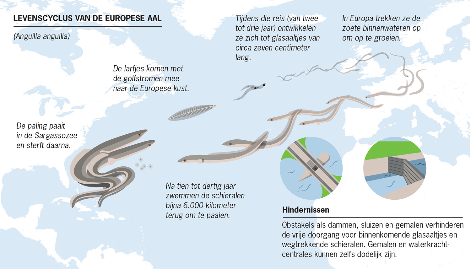 Infographic over levenscyclus aal