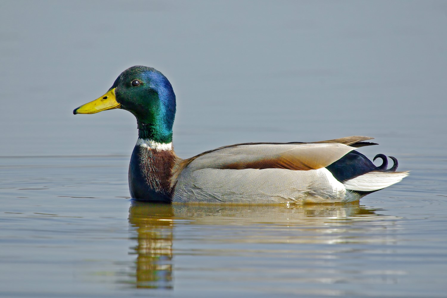 Wilde eend in het water