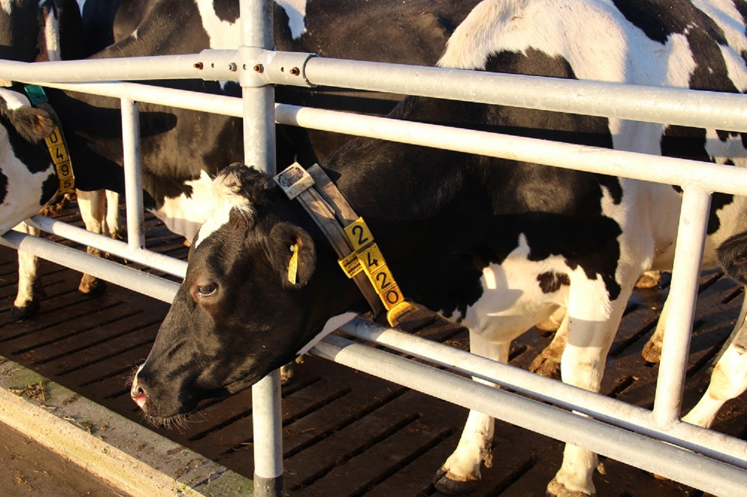 Cows in a stable