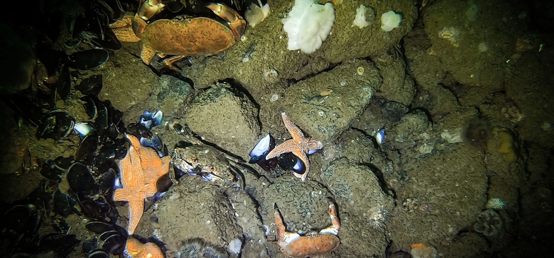 Rocks with Sealife