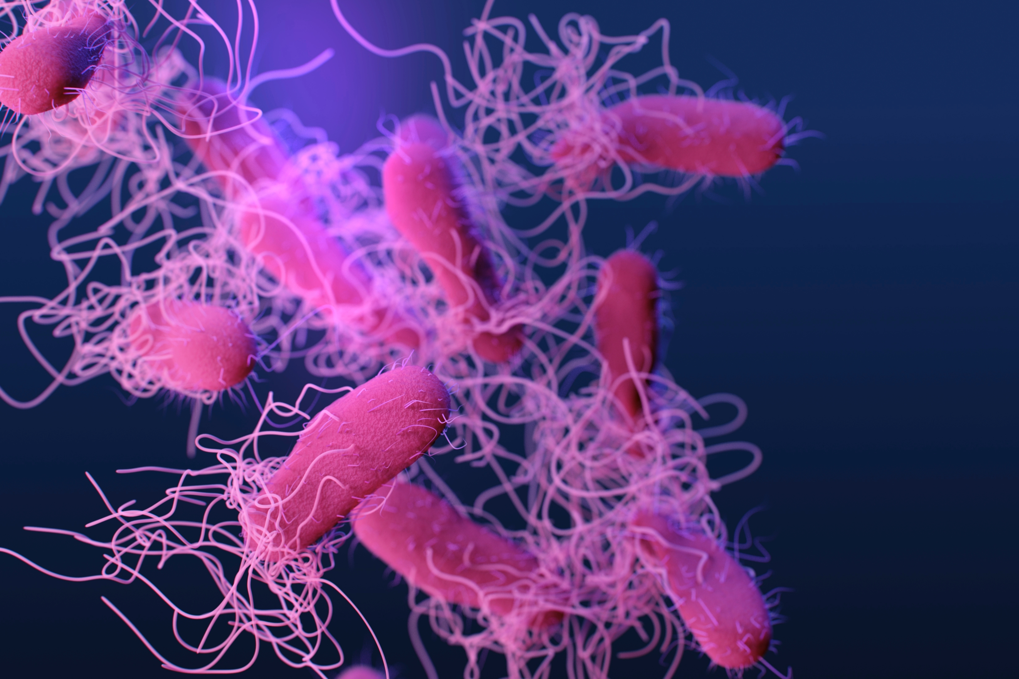 Salmonella sp. bacteria