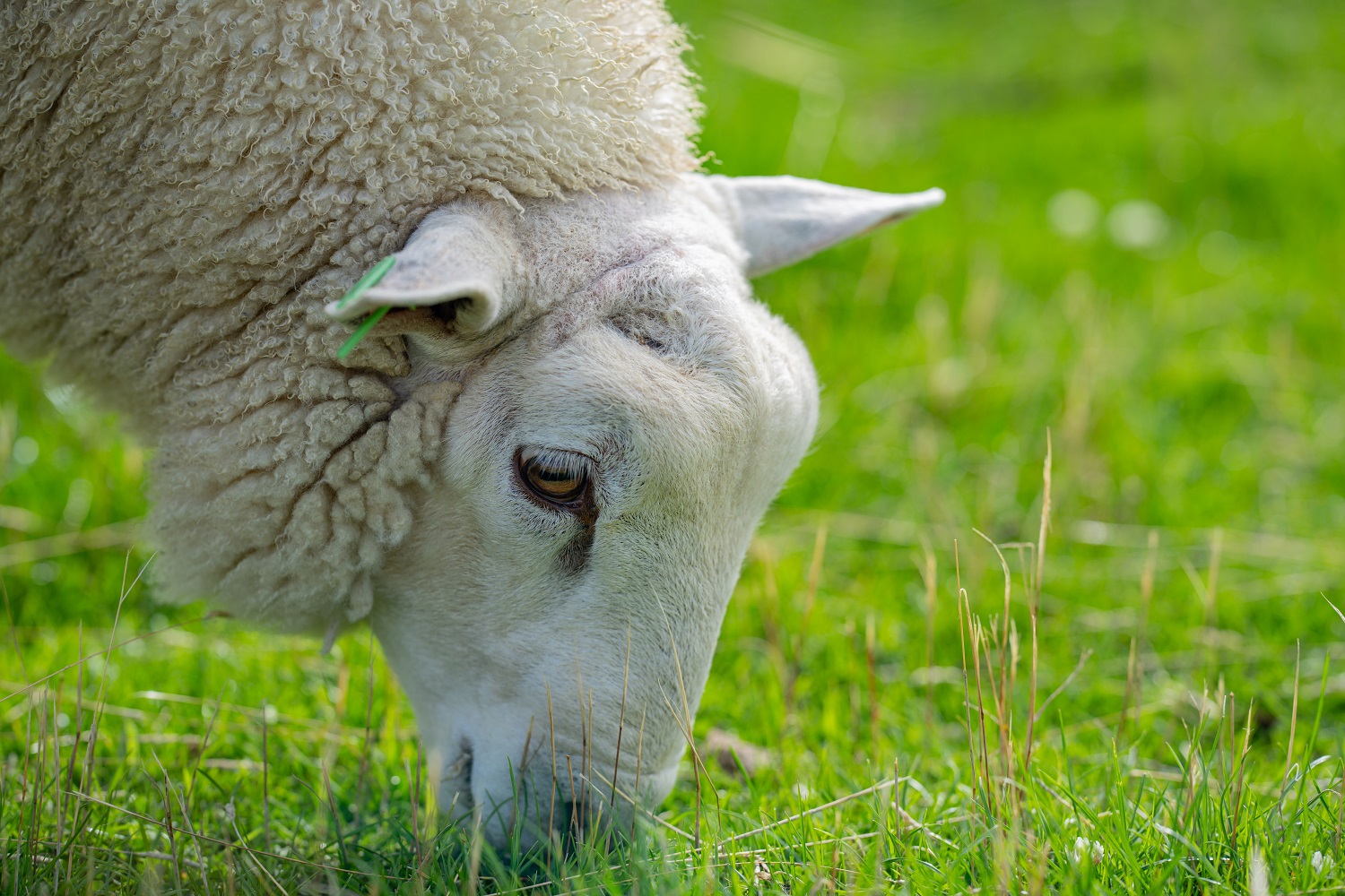 Schaap eet gras