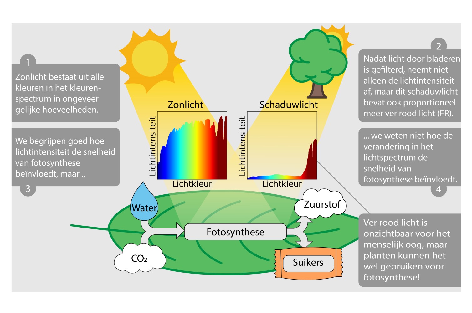 Infographic van schaduwplant