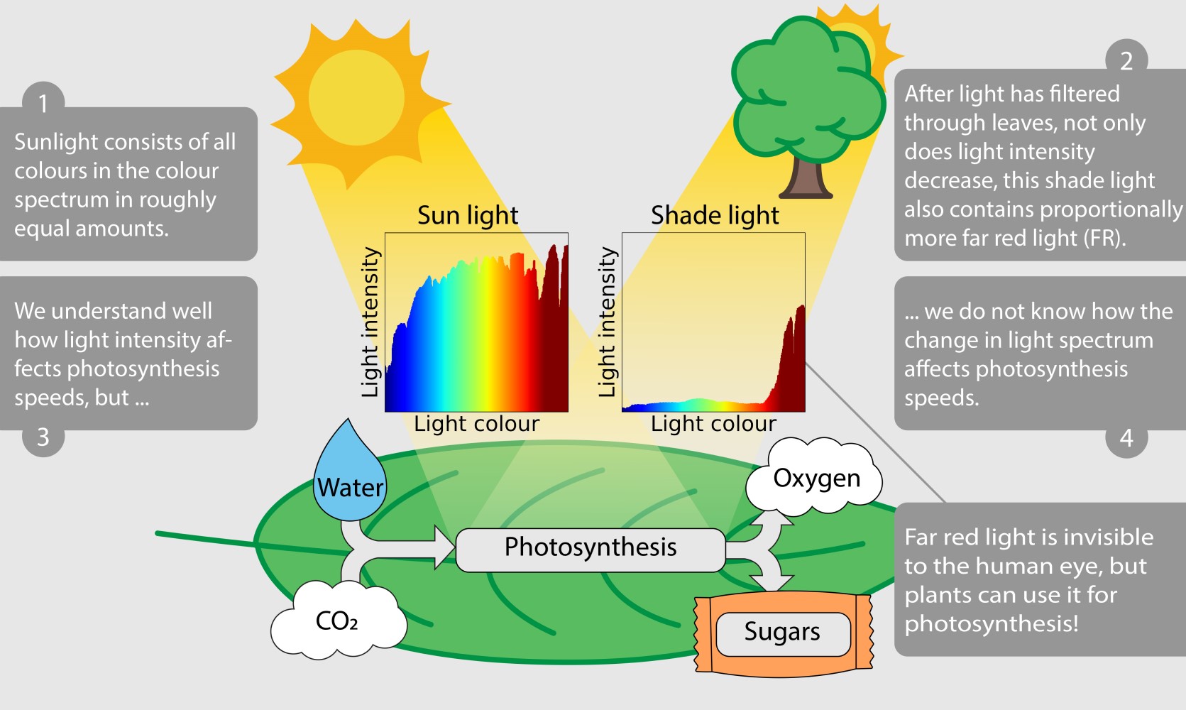 Infographic about photosynthesis