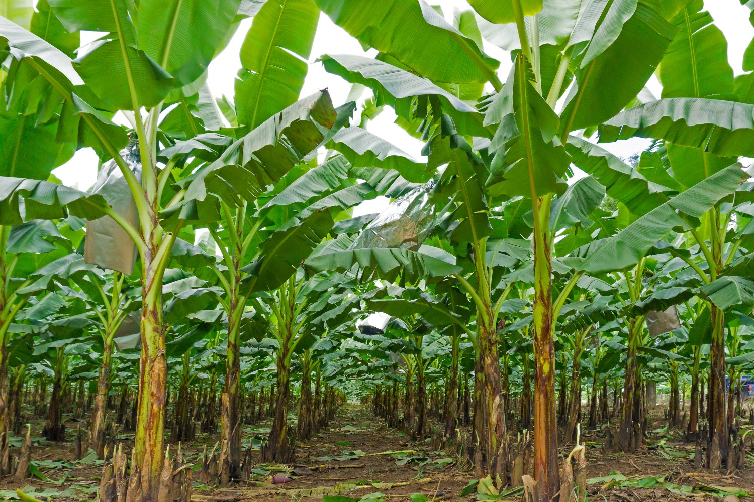 Banana plants on a plantation