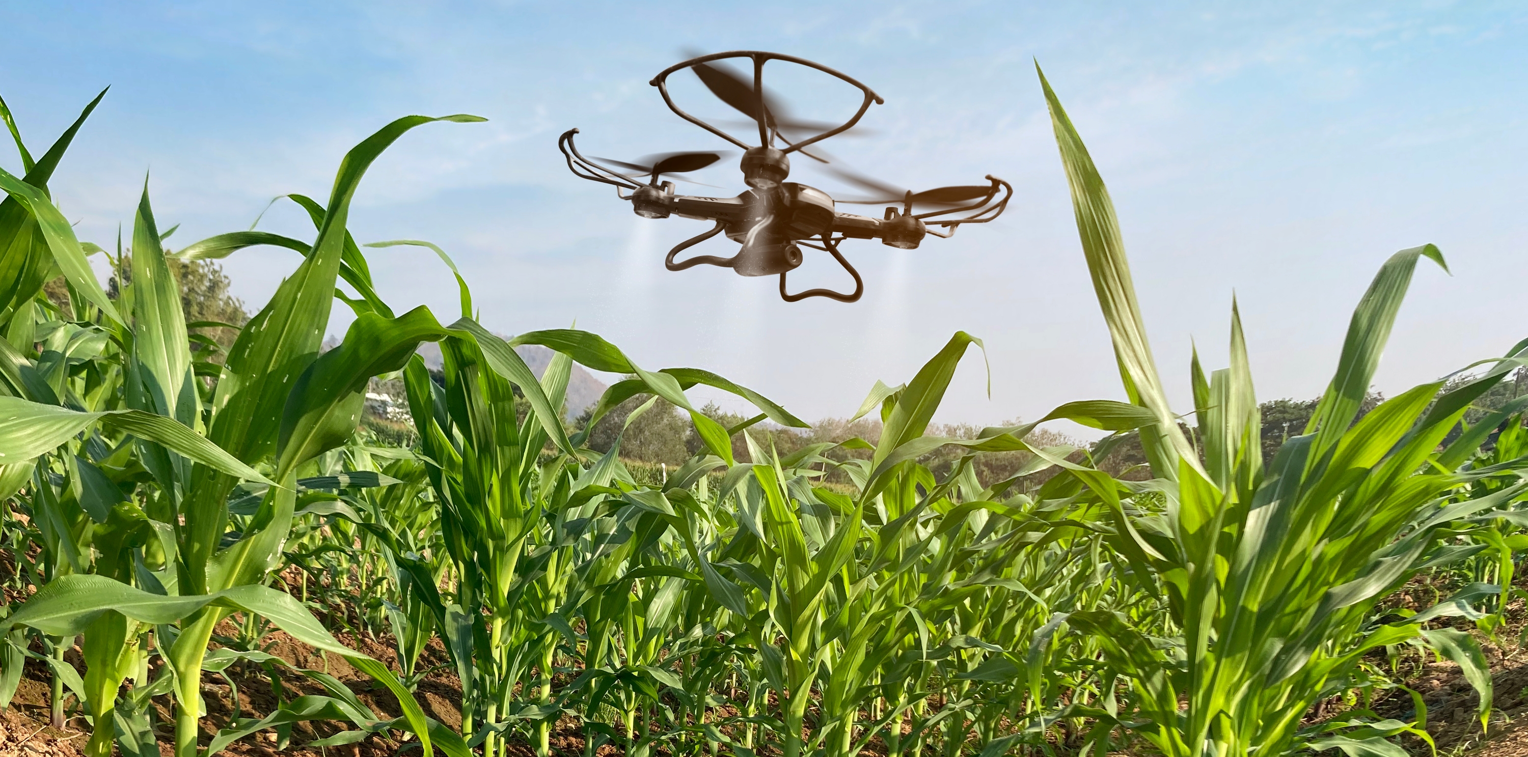 Spray drone flying above maize field