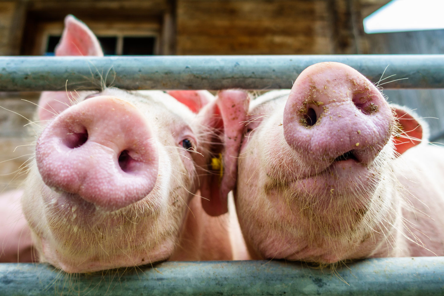 Transitie intensieve veehouderij niet haalbaar zonder steun