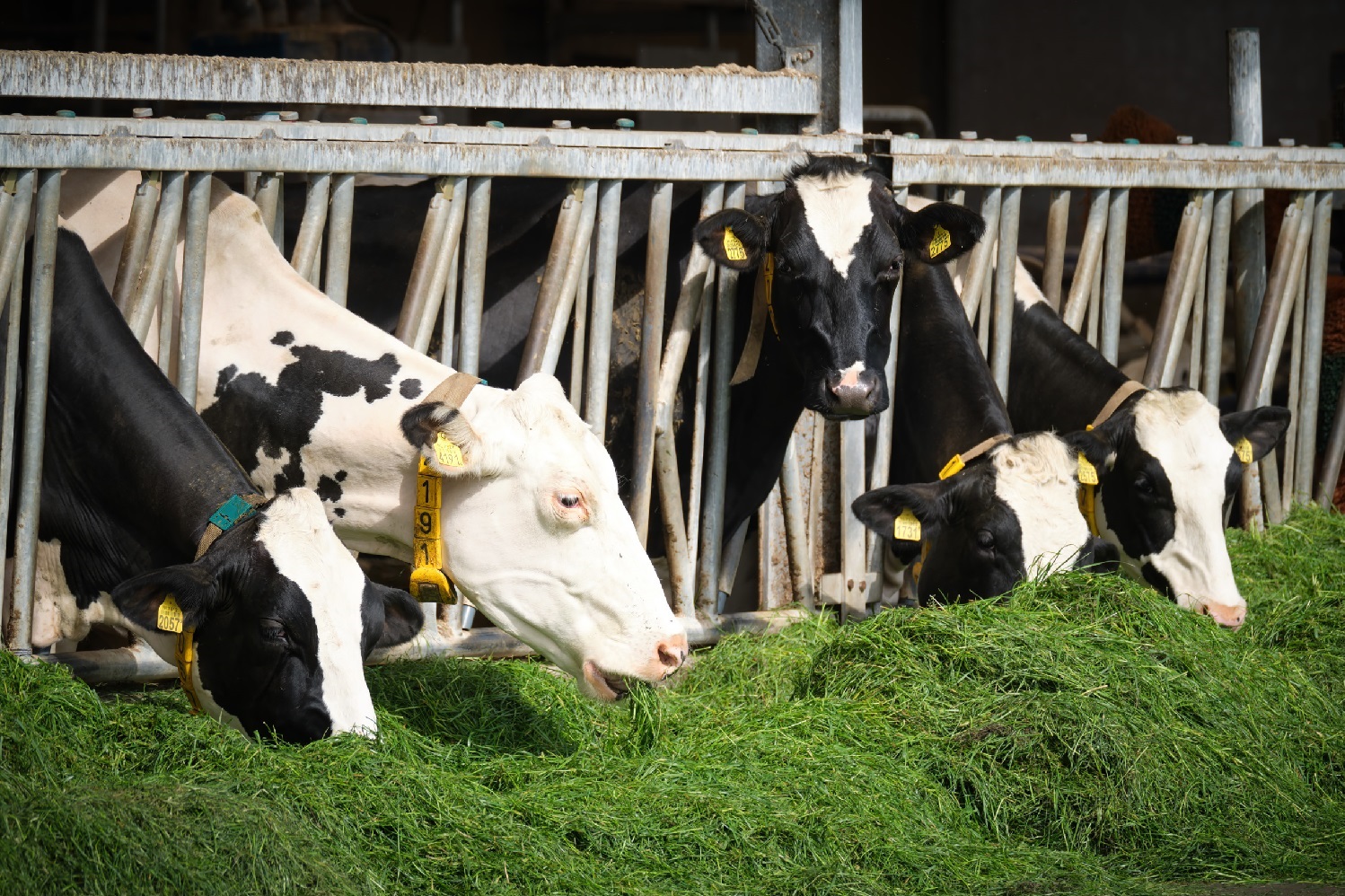Cows eating grass