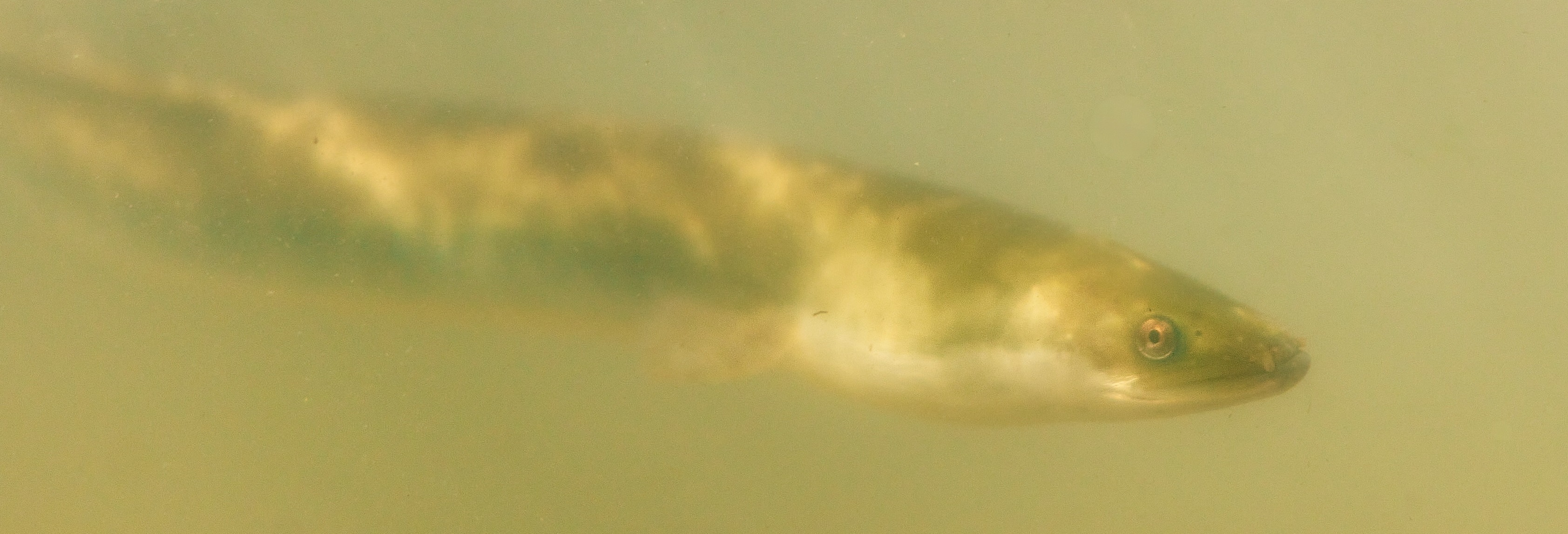 Fish in the water