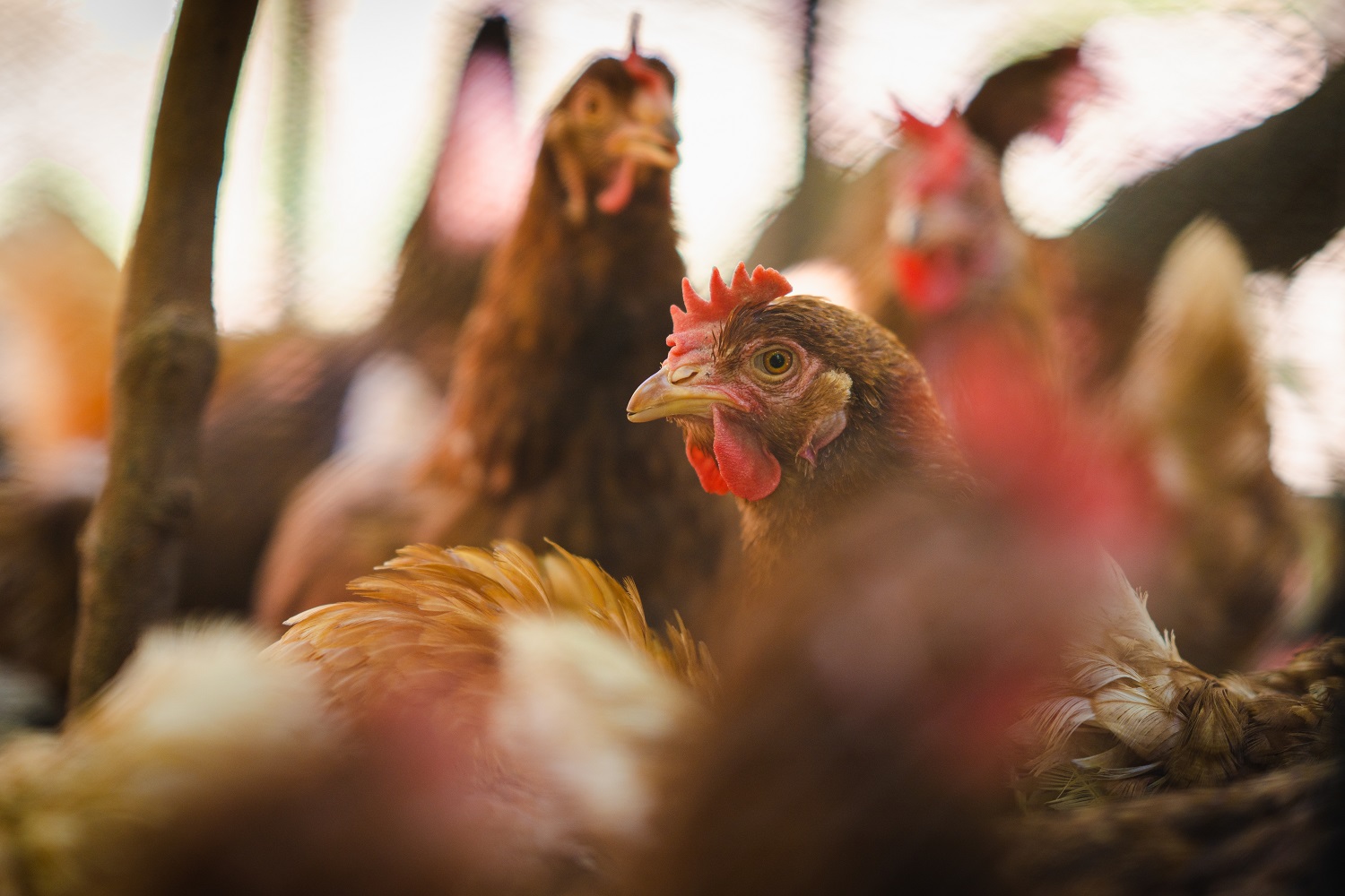 Chickens close to eachother