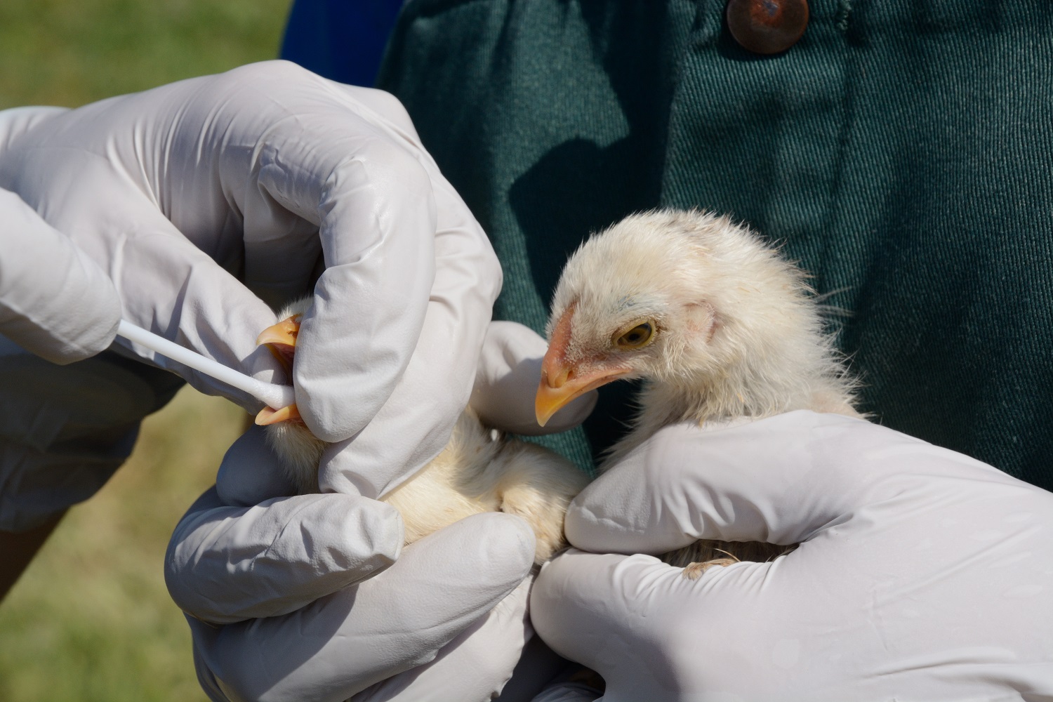 Chicks are being monstered