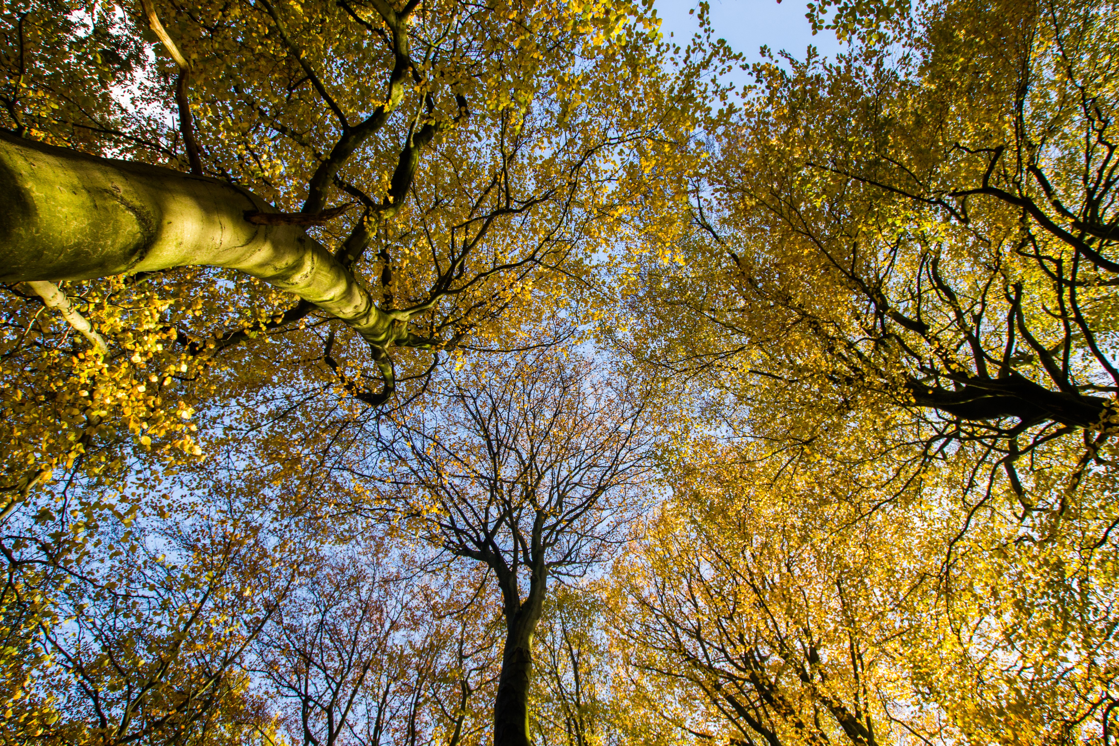 Bomen zicht onderkant