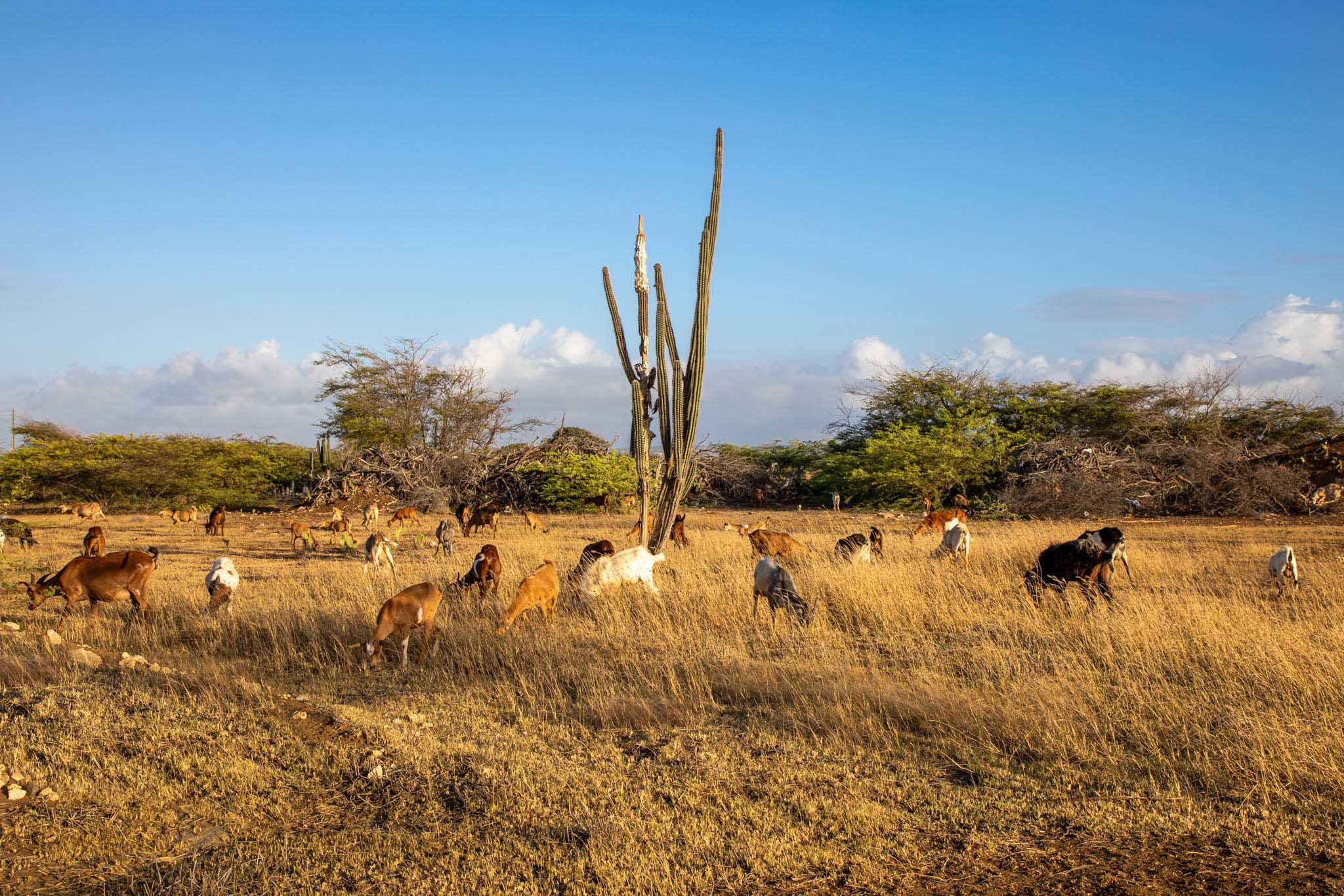 Caribische natuur