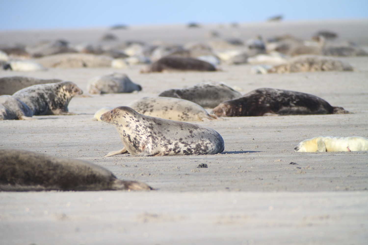 Zeehonden op het strand