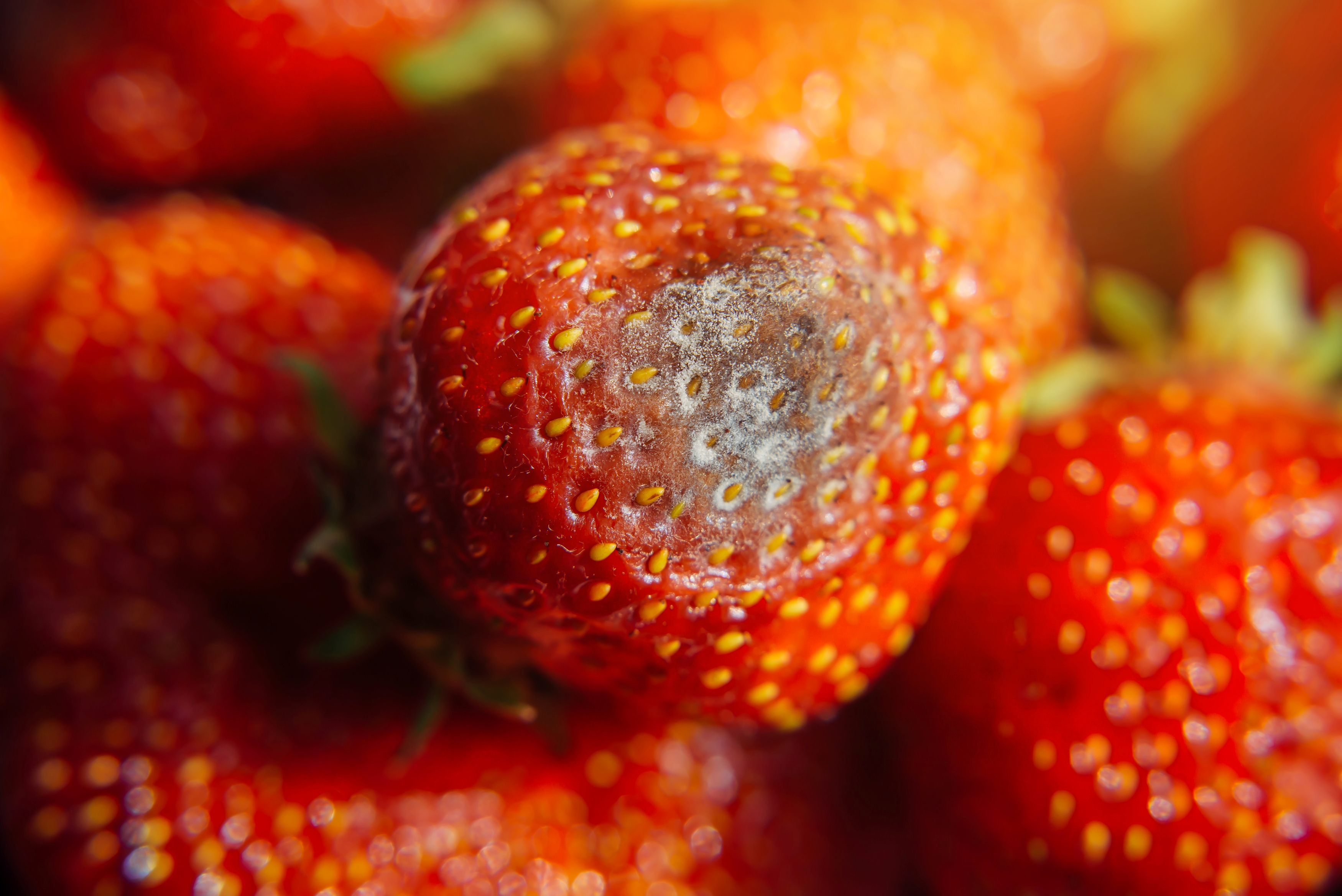 Strawberry with mold