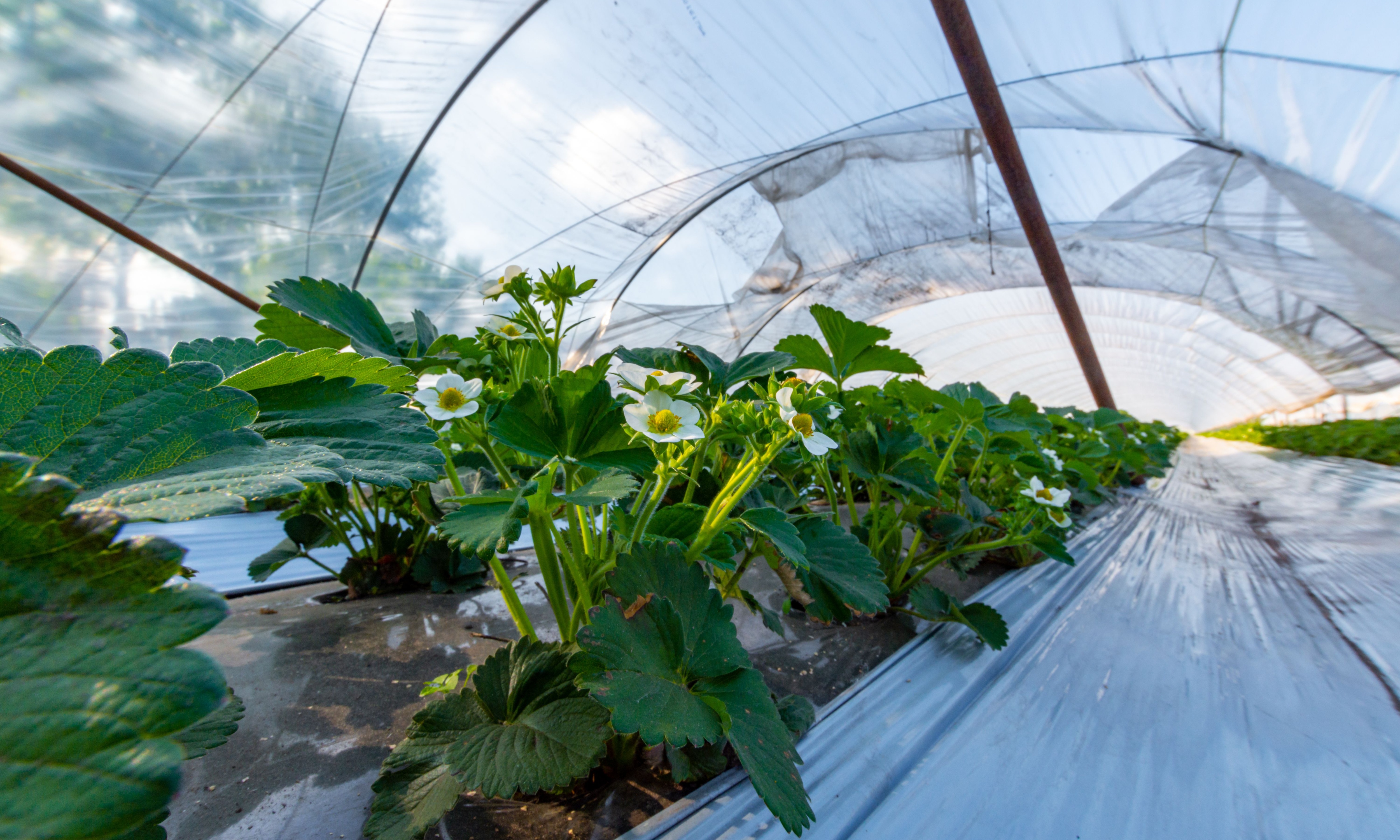 Strawberry plant growing under plastic greenhouse