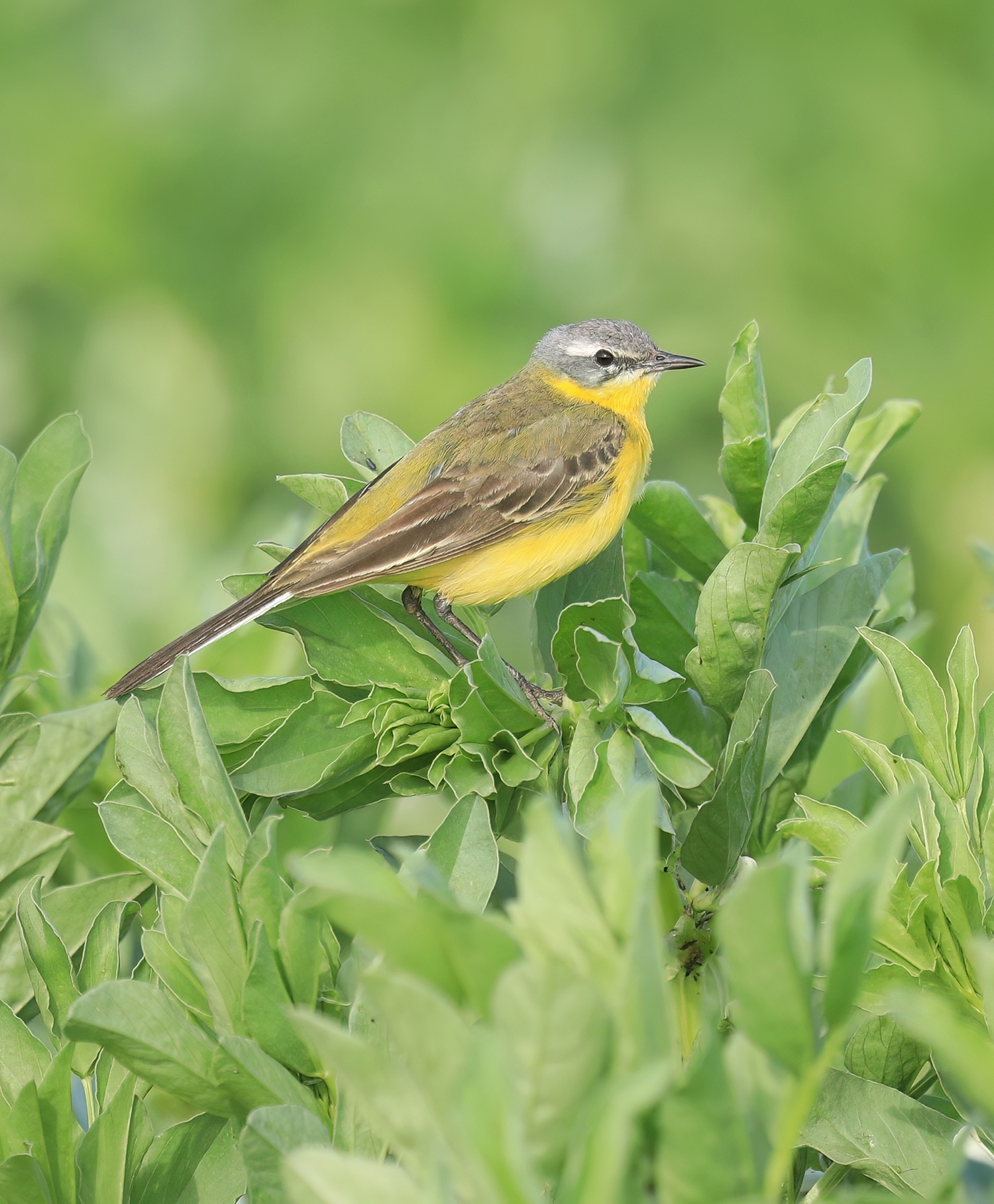Yellow kwikstaart on field