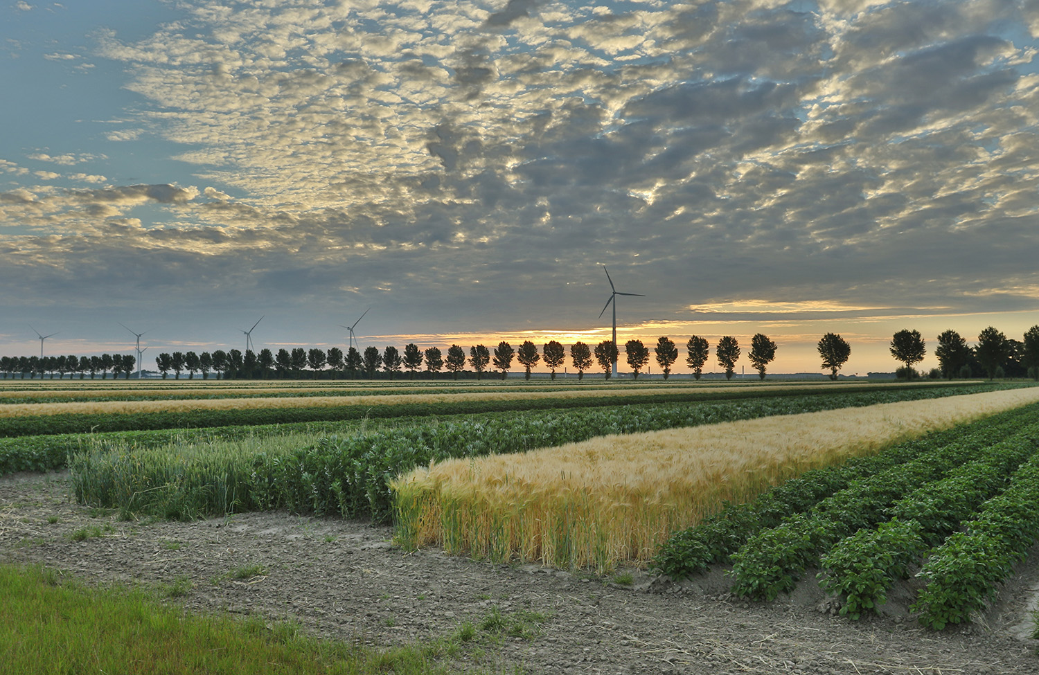 Landscape of arable farming