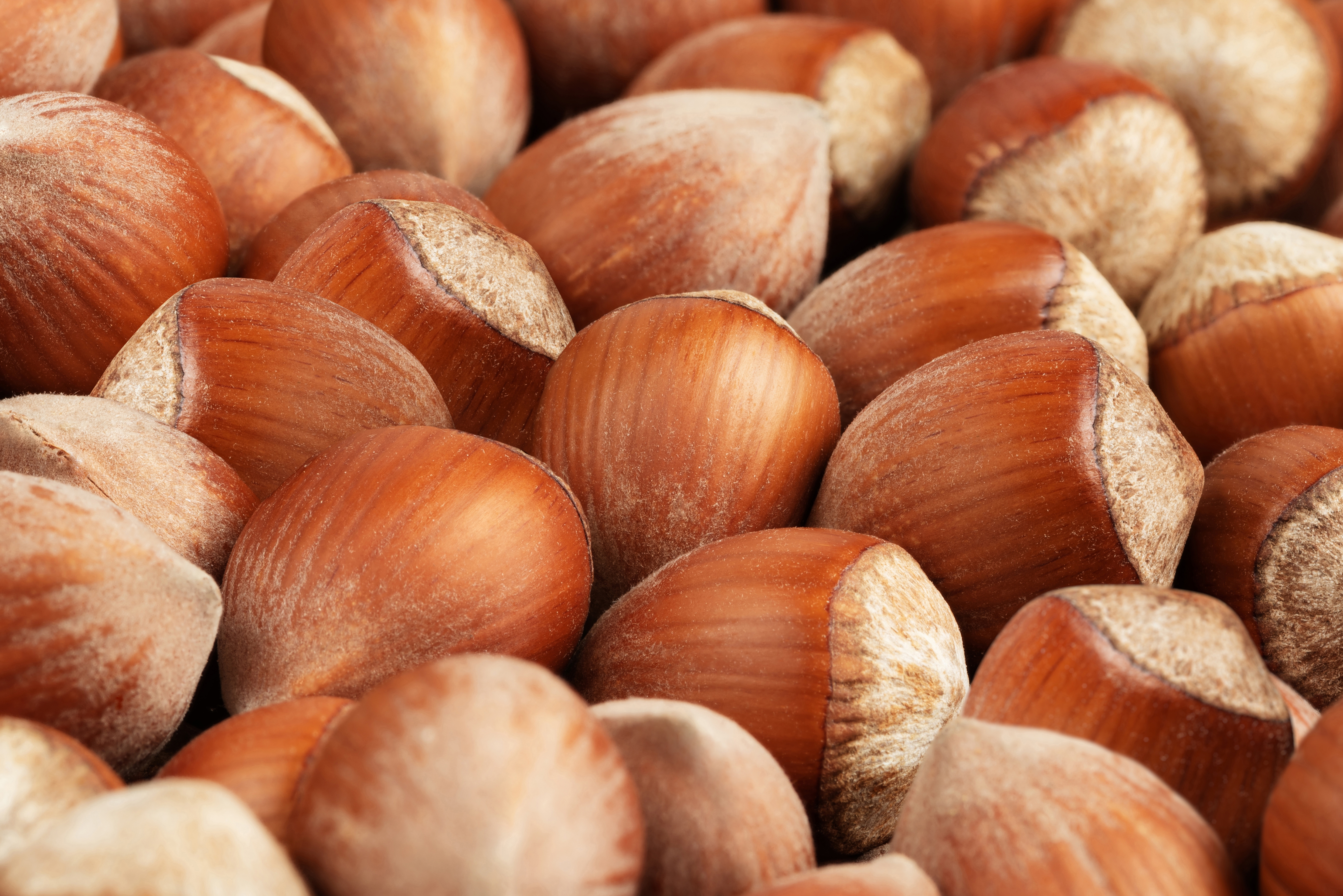 Hazelnuts
