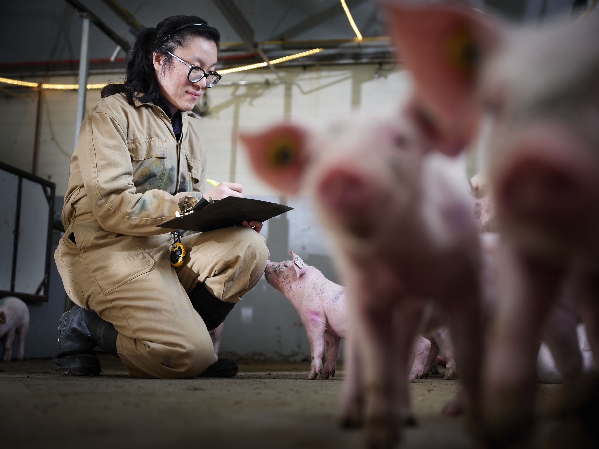 Researcher with a clipboard kneeling in front of piglets