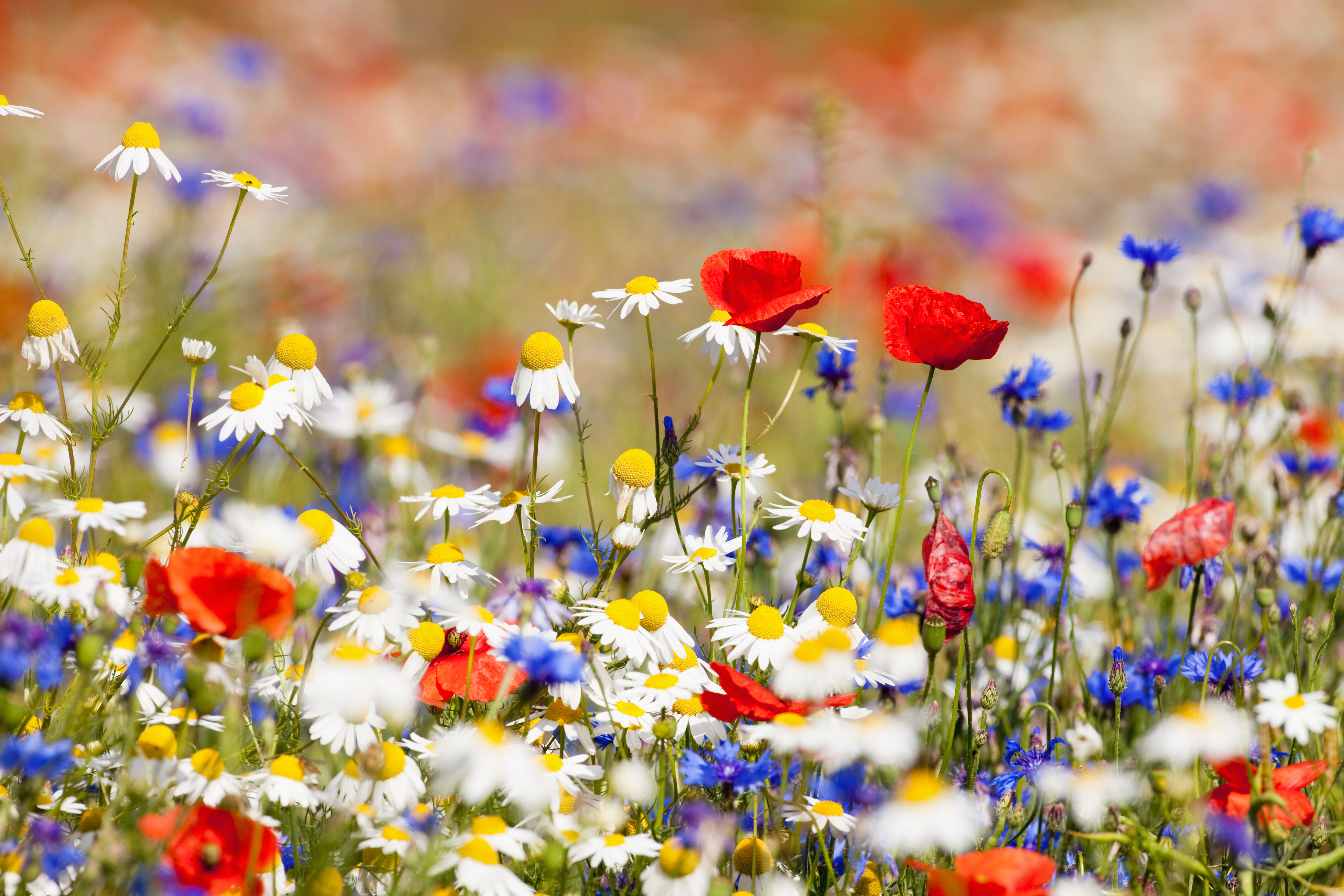 Biodiversity: a variety of flowers in a field