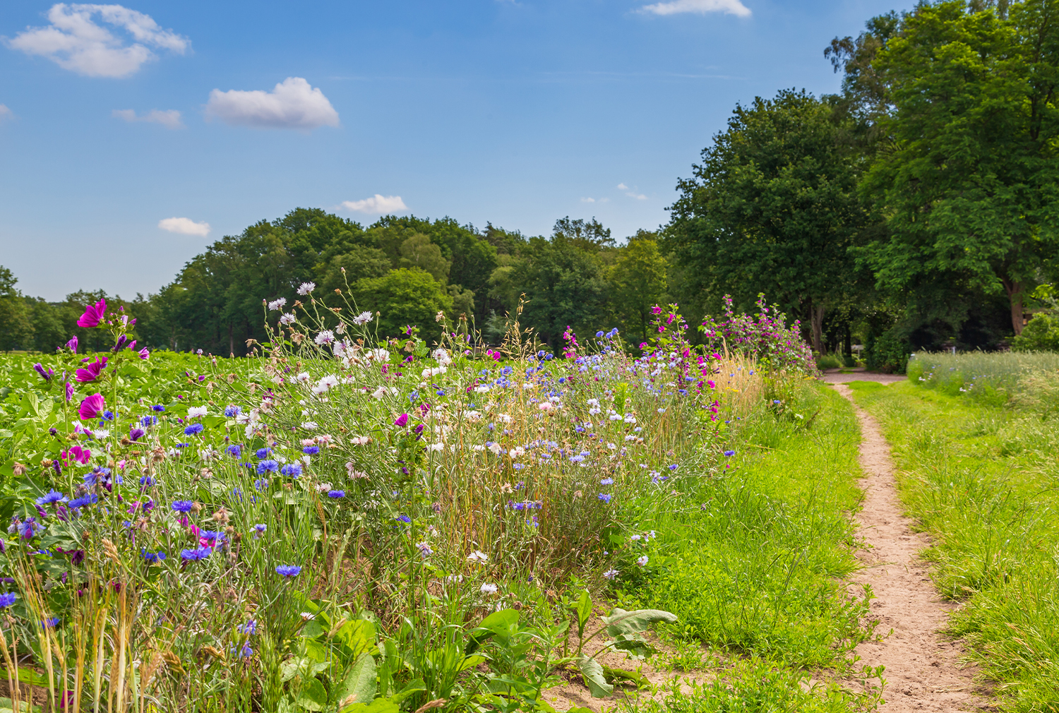 Wilde bloemen groeiend langs pad