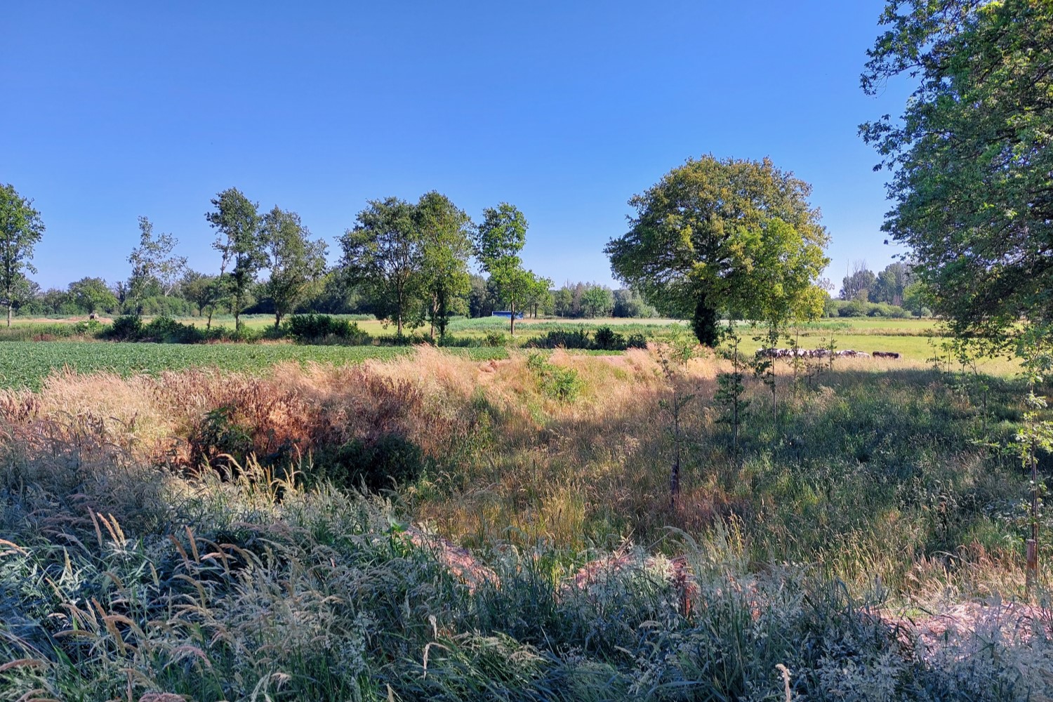 Bomen in de hei