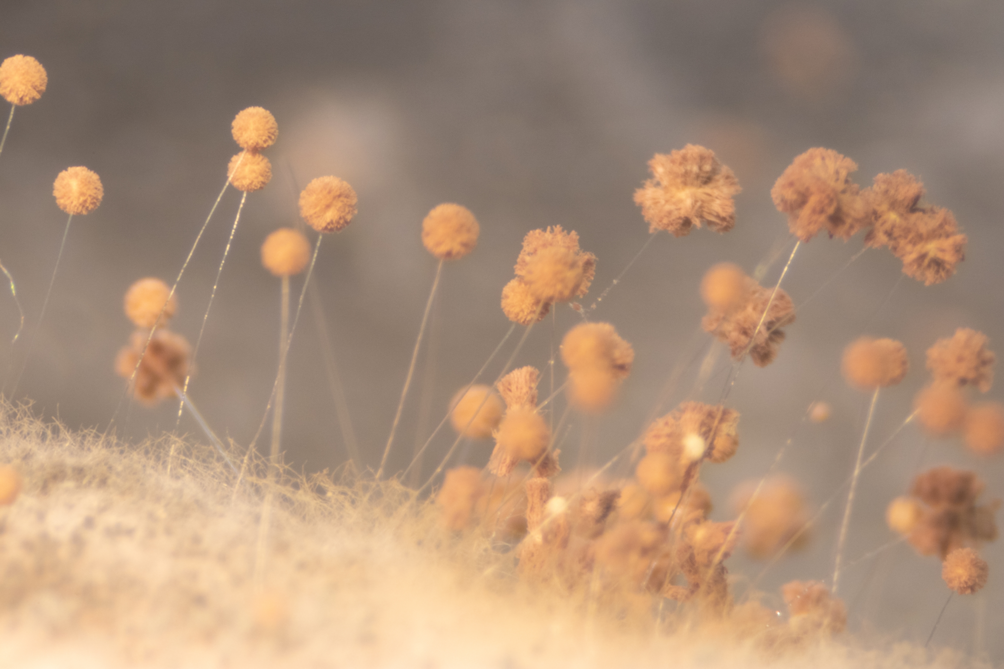 Close-up of bread fungus Rhizopus