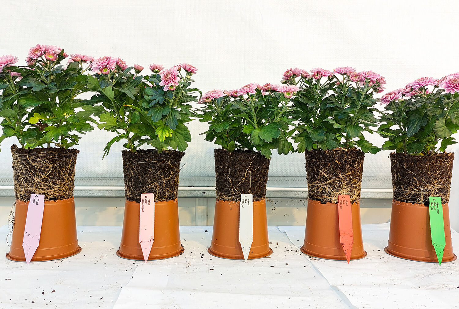 Five flower pots with flowers in different potting soil mixtures