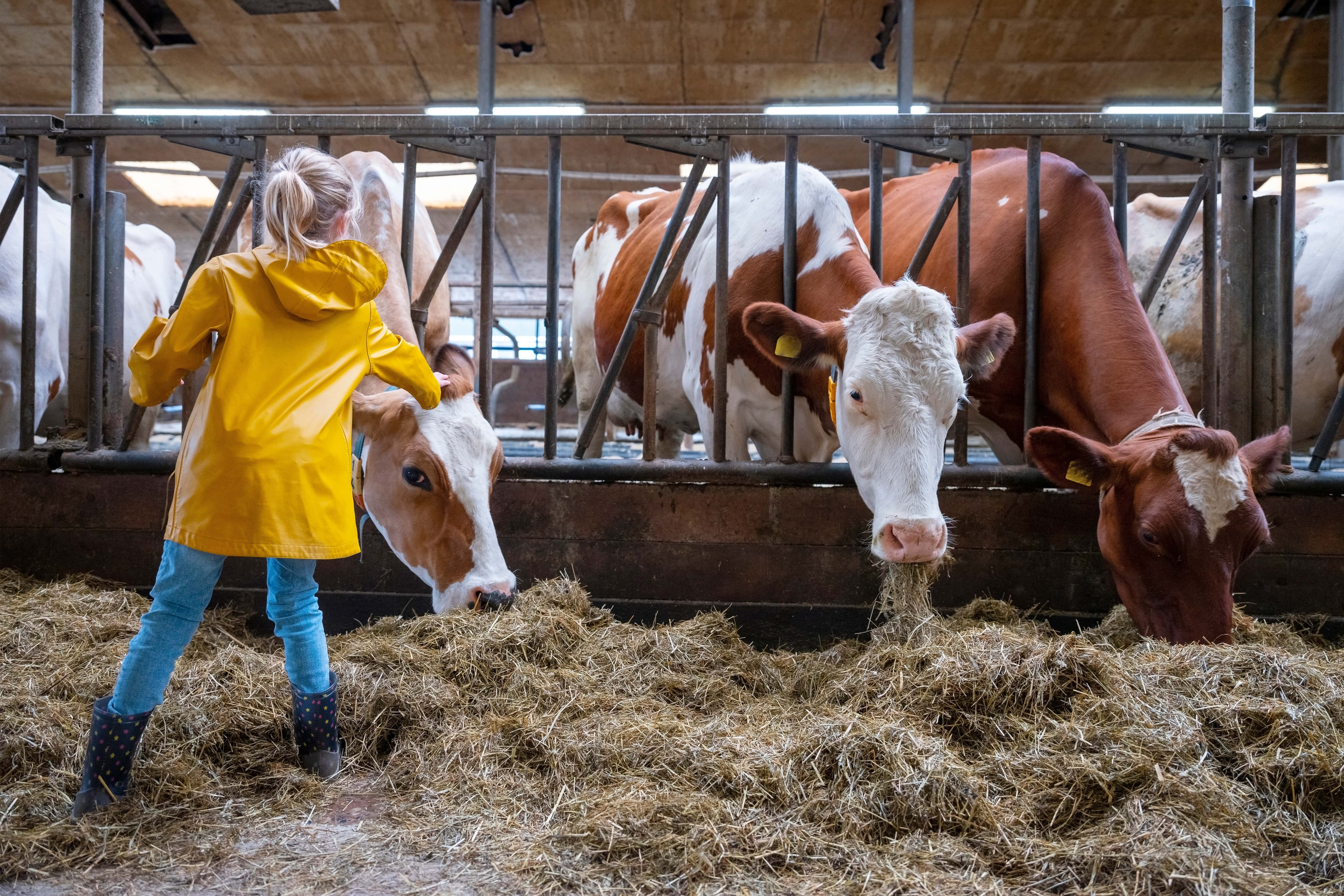 Cow in a stable with a child