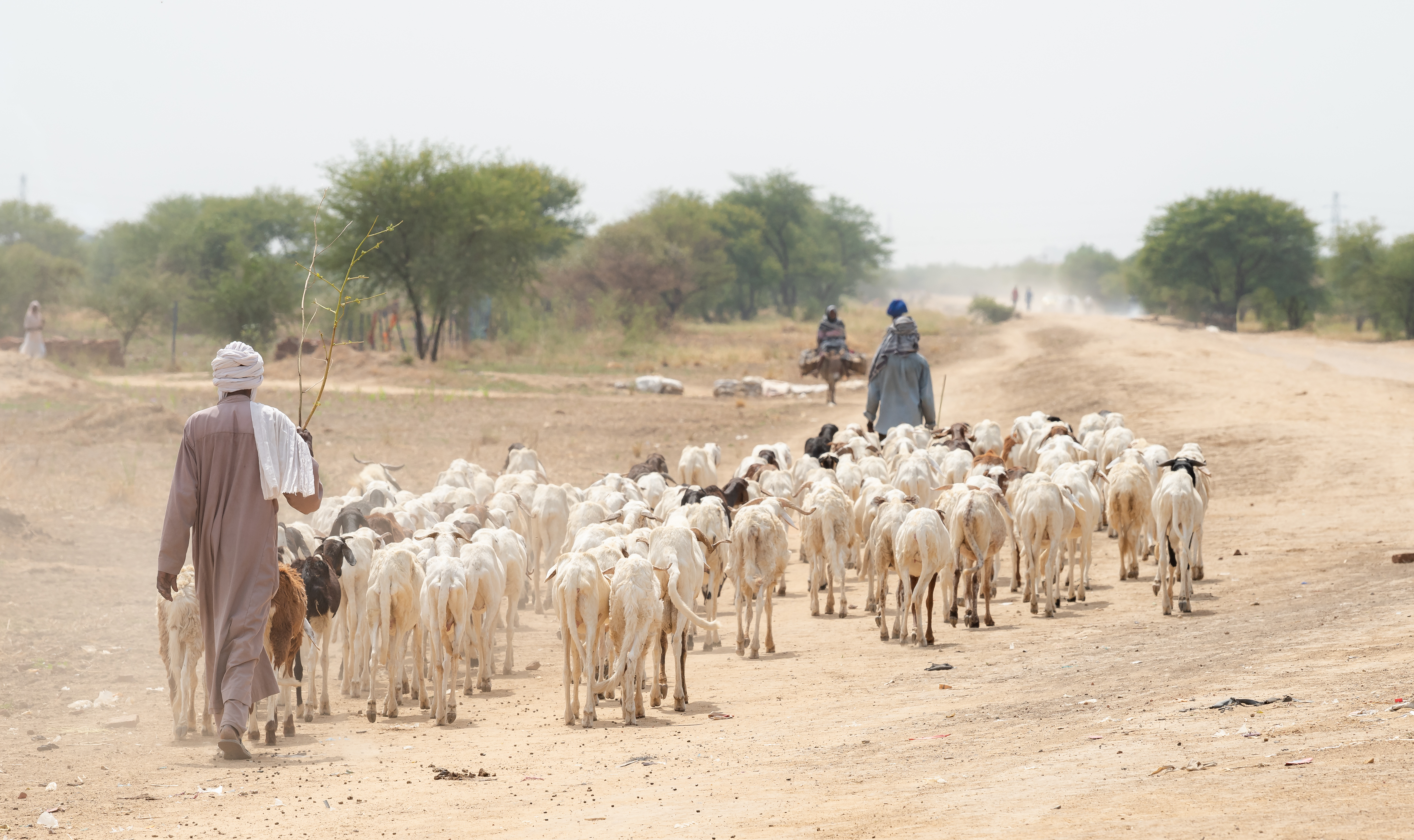 Goat herder walking through a dusty savannah with a herd of goats