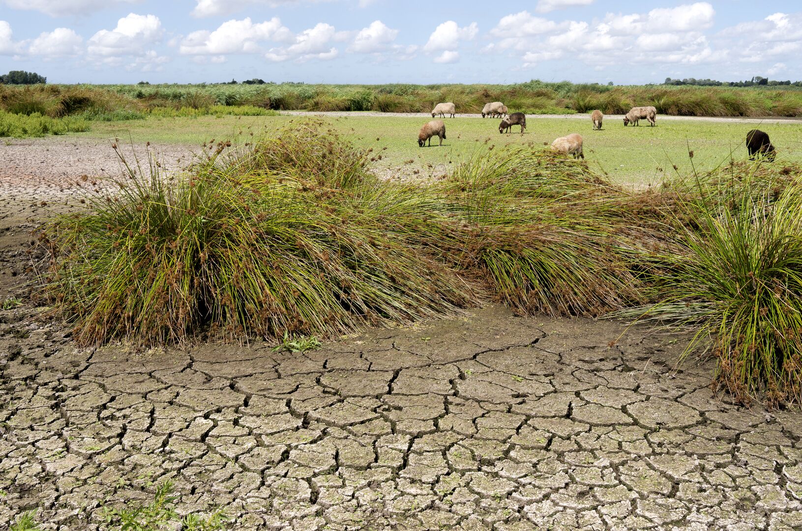 Scheep in a dry landscape