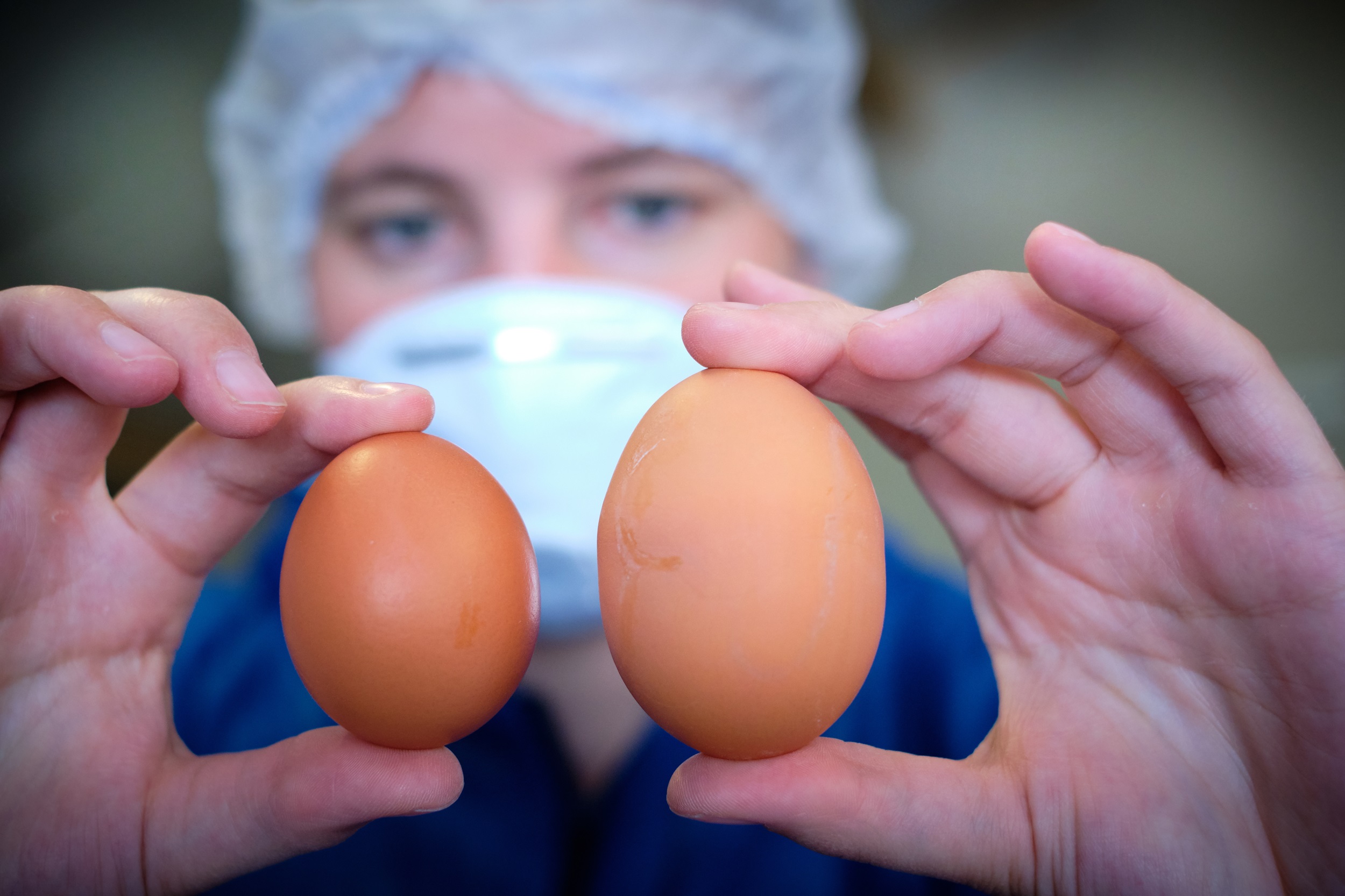 Onderzoeker kijkt naar twee eieren van verschillende grootte