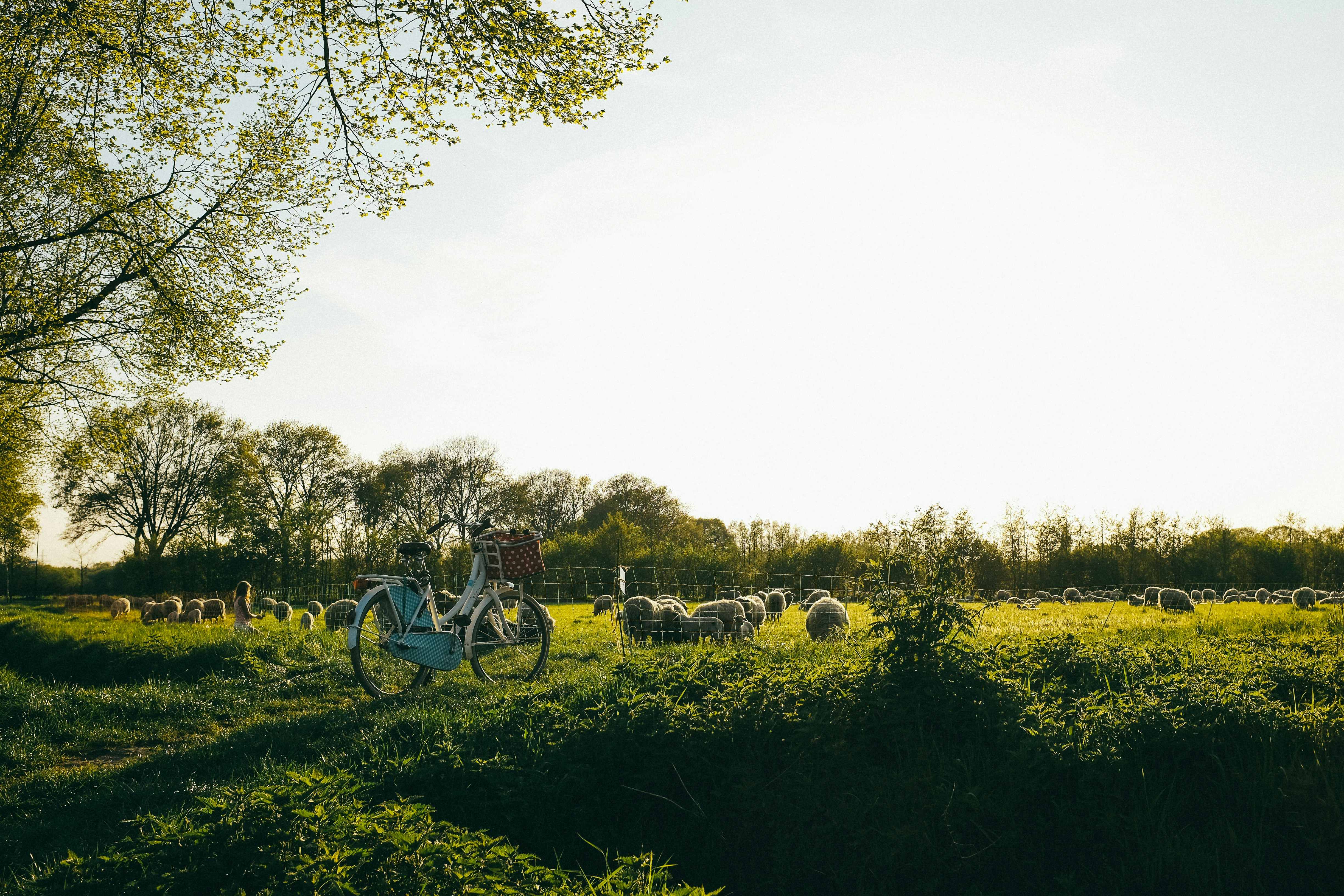 Een vrouw is van de fiets gestapt en kijkt naar een veld met schapen tijdens zonsondergang