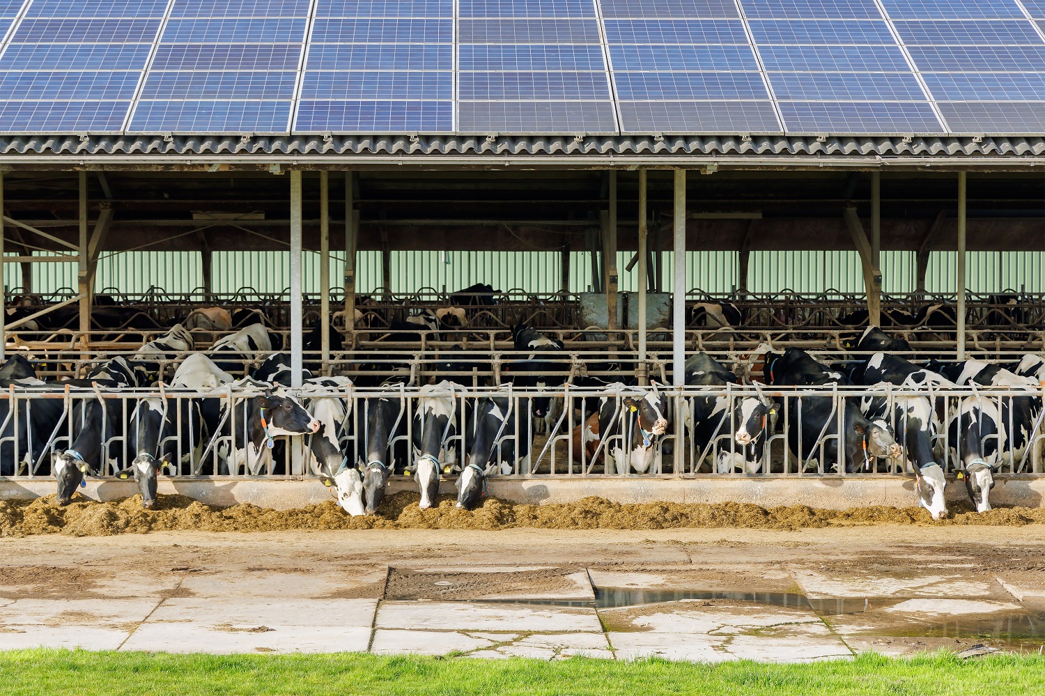 Eating cows in a stable