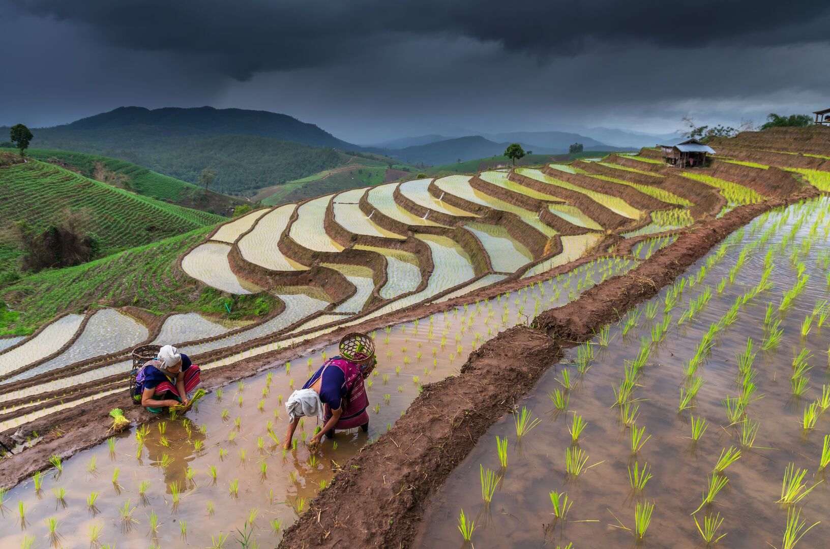 Rijsveld in thailand