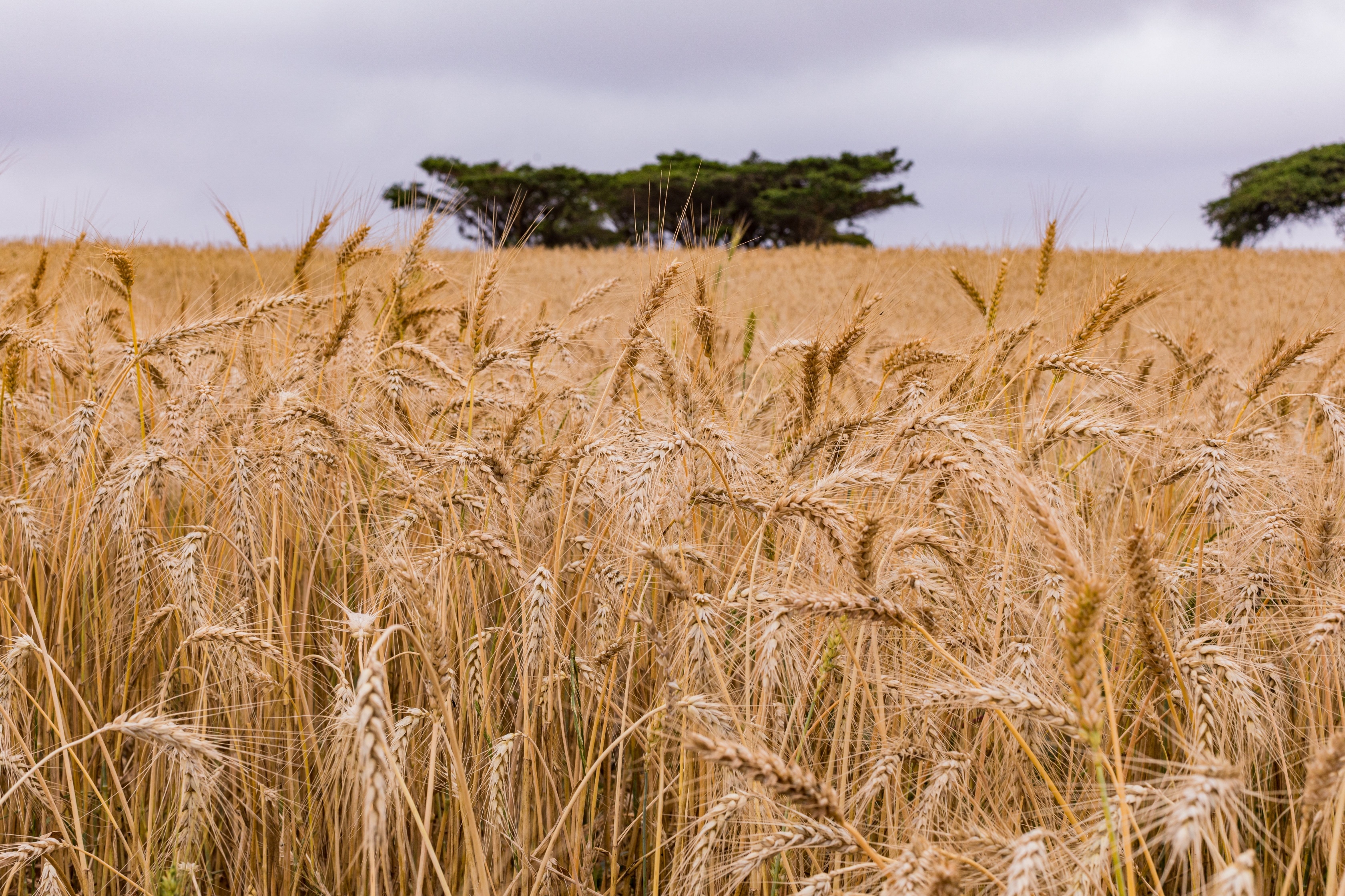 Worm's-eye view of a wheat field