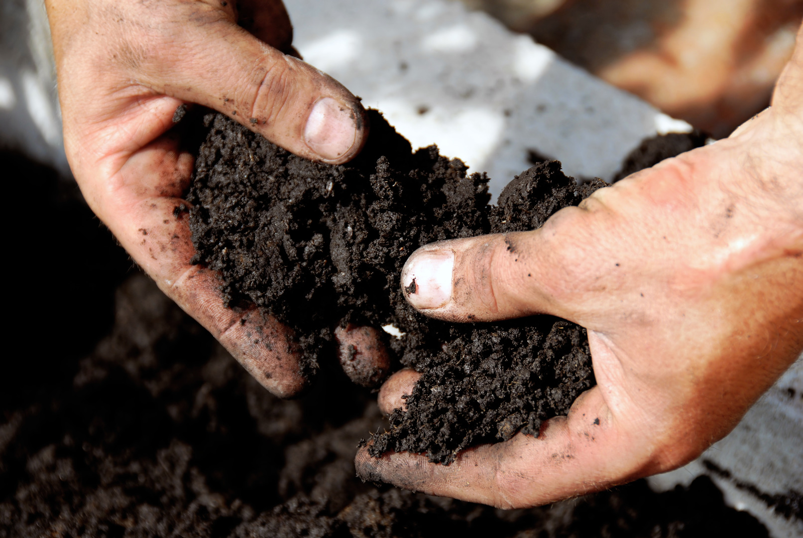 Hands holding dark soil