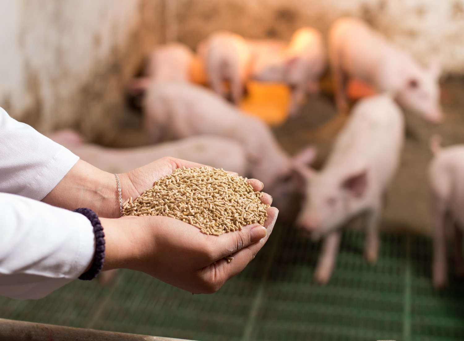 Someone showing hands full of animal food