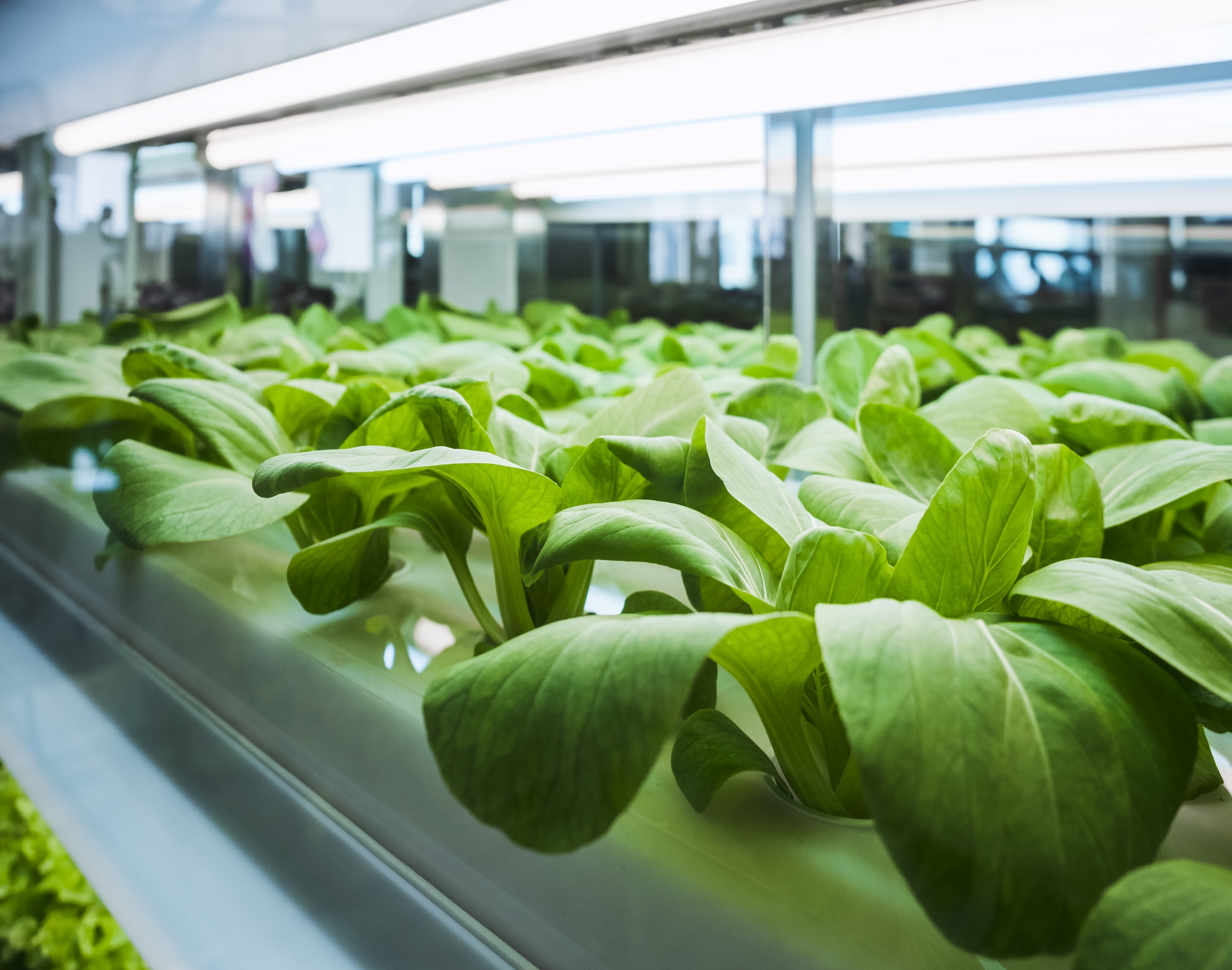 Autonomous greenhouse