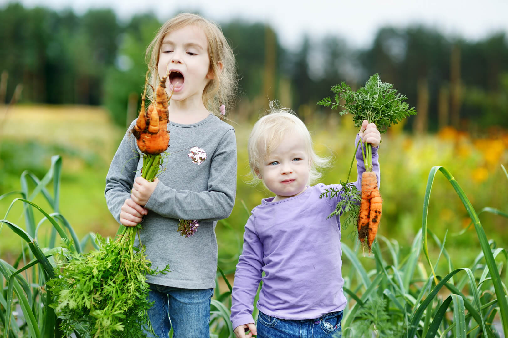 Twee kinderen oogsten verse wortelen uit een groentetuin