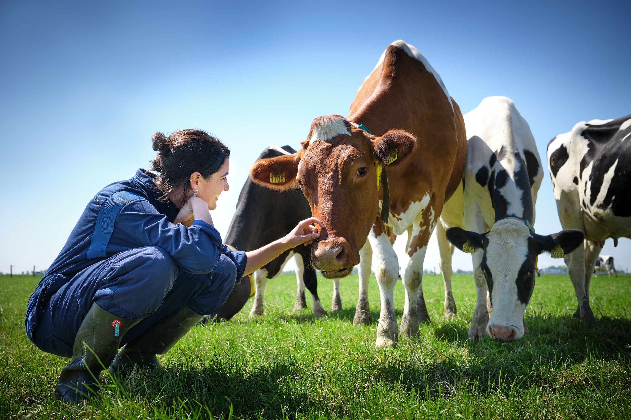 Researcher touching a cow in the grasslands of Dairy Campus
