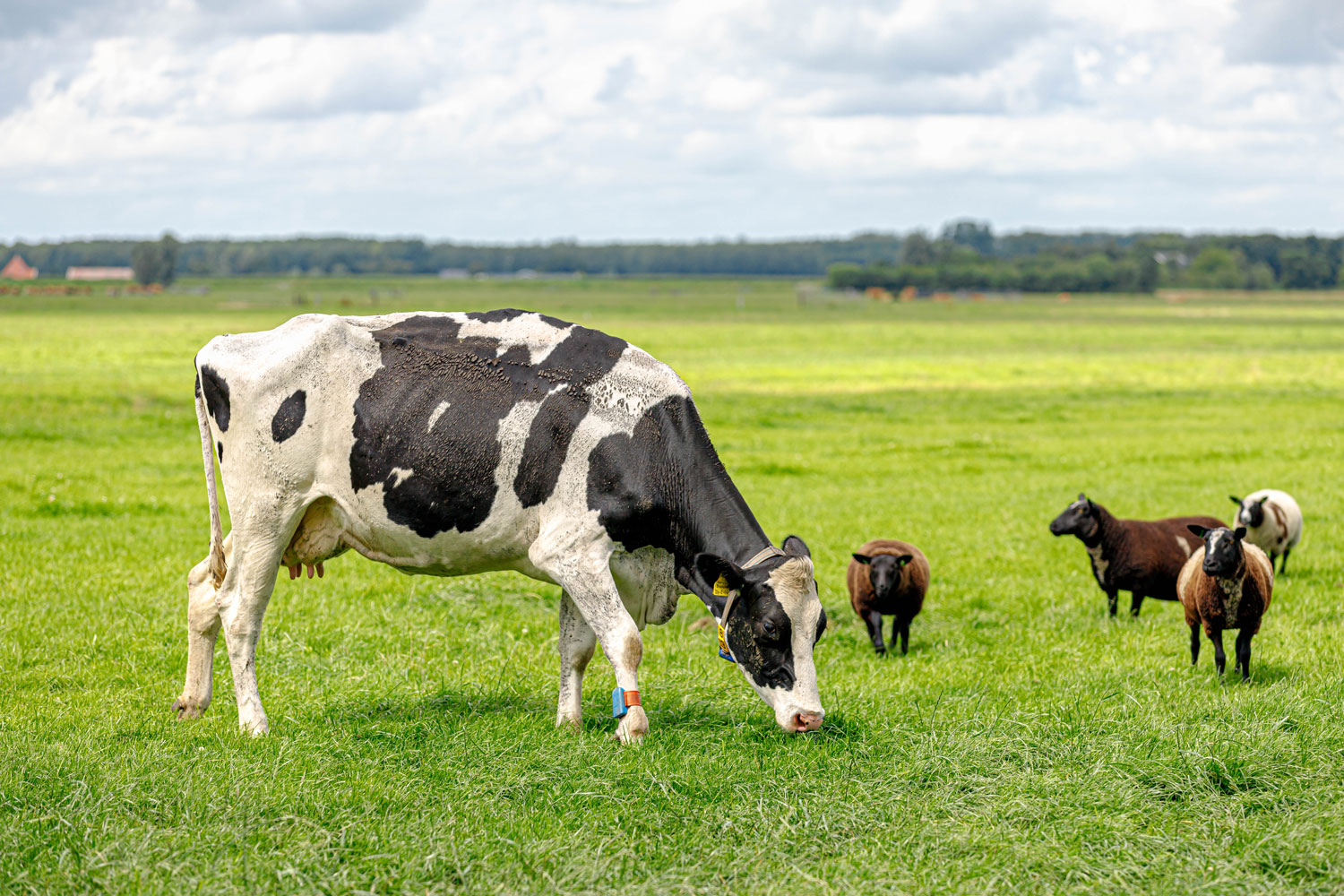 Een koe samen met vier schapen in een weiland