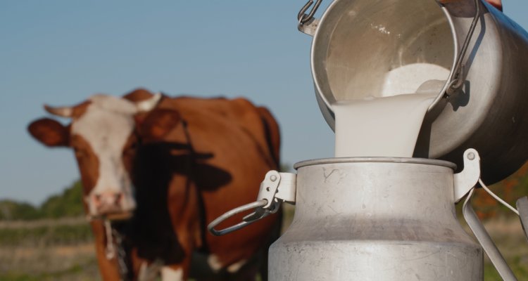 Koe met melk in melkbus